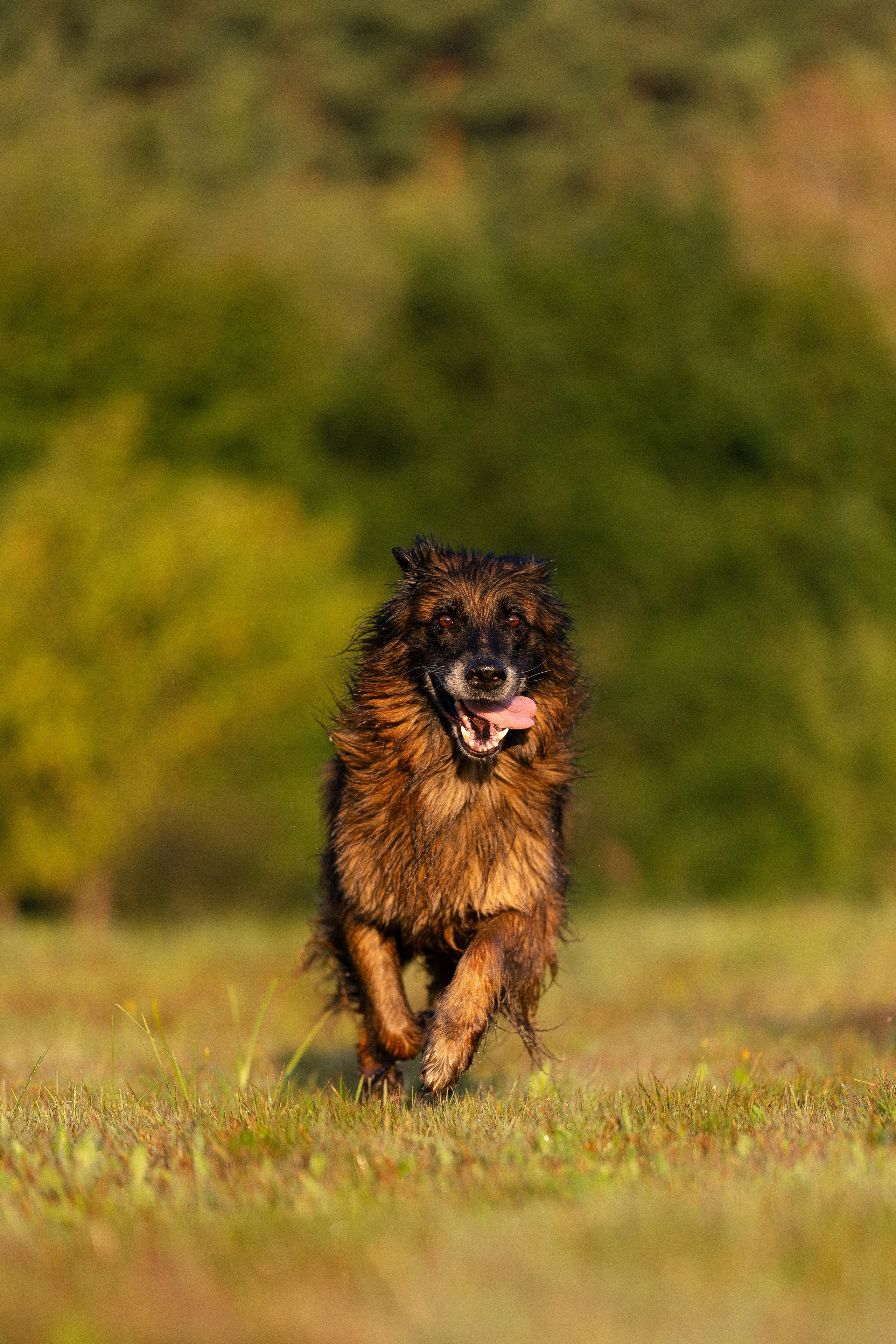 Алена, Матвей, Фанни и Фрея. Фотограф и видеограф анималист Аганина Дарья