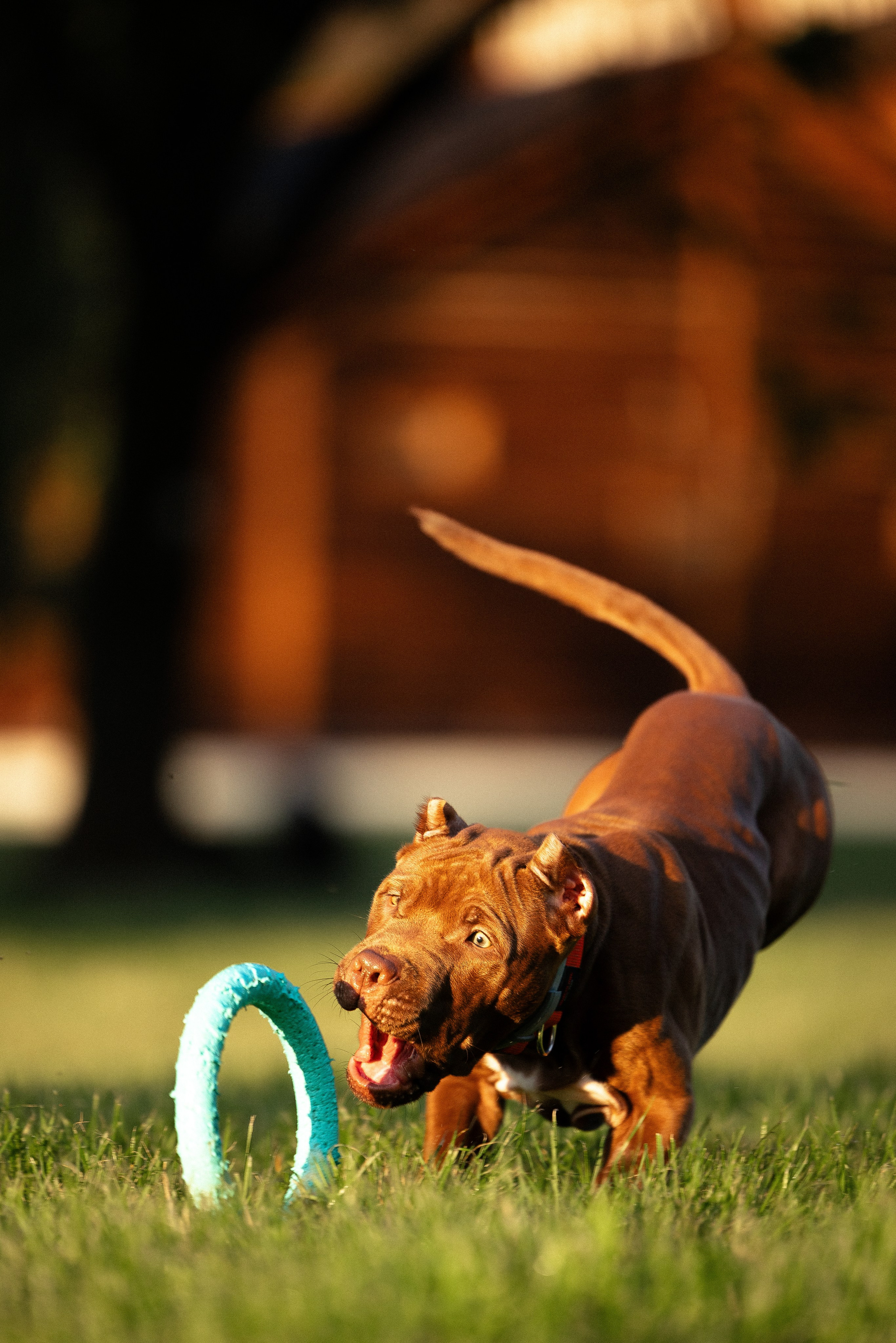 Елена и Хан. Фотограф и видеограф анималист Аганина Дарья