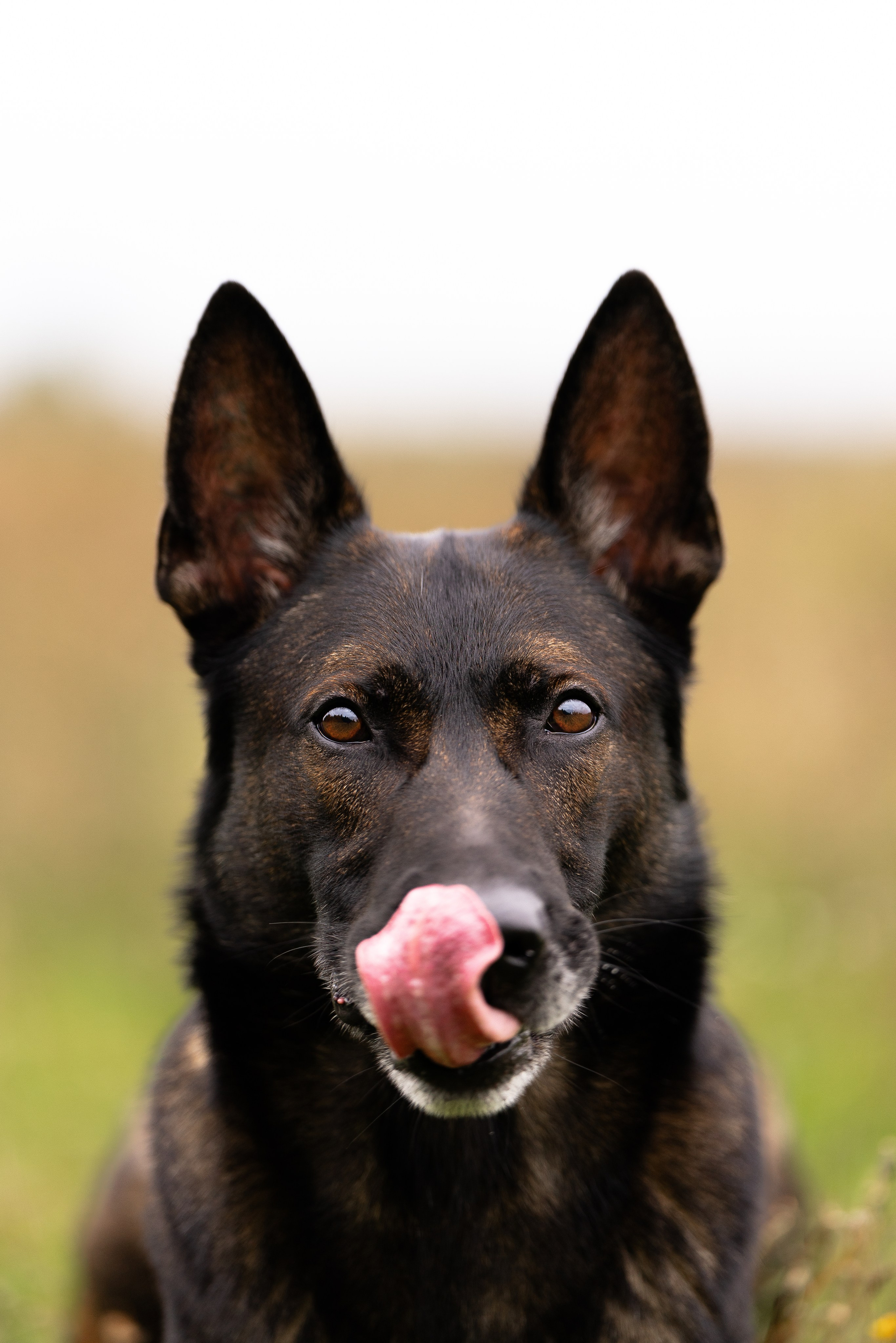 Макс. Фотограф и видеограф анималист Аганина Дарья