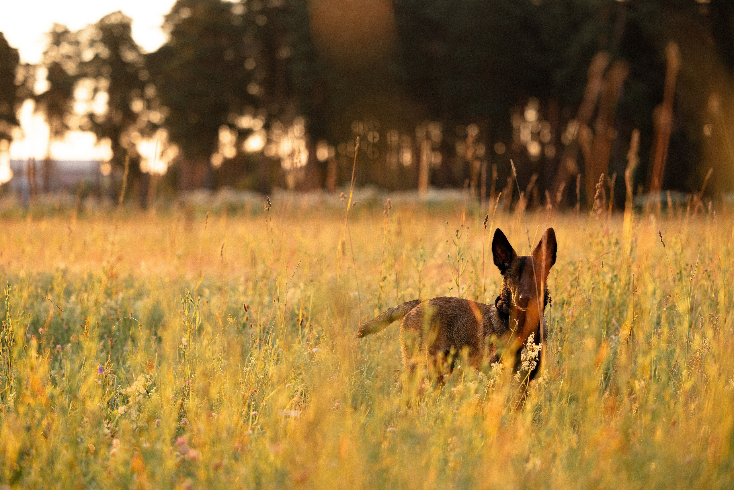 Галина и Лоя. Фотограф и видеограф анималист Аганина Дарья