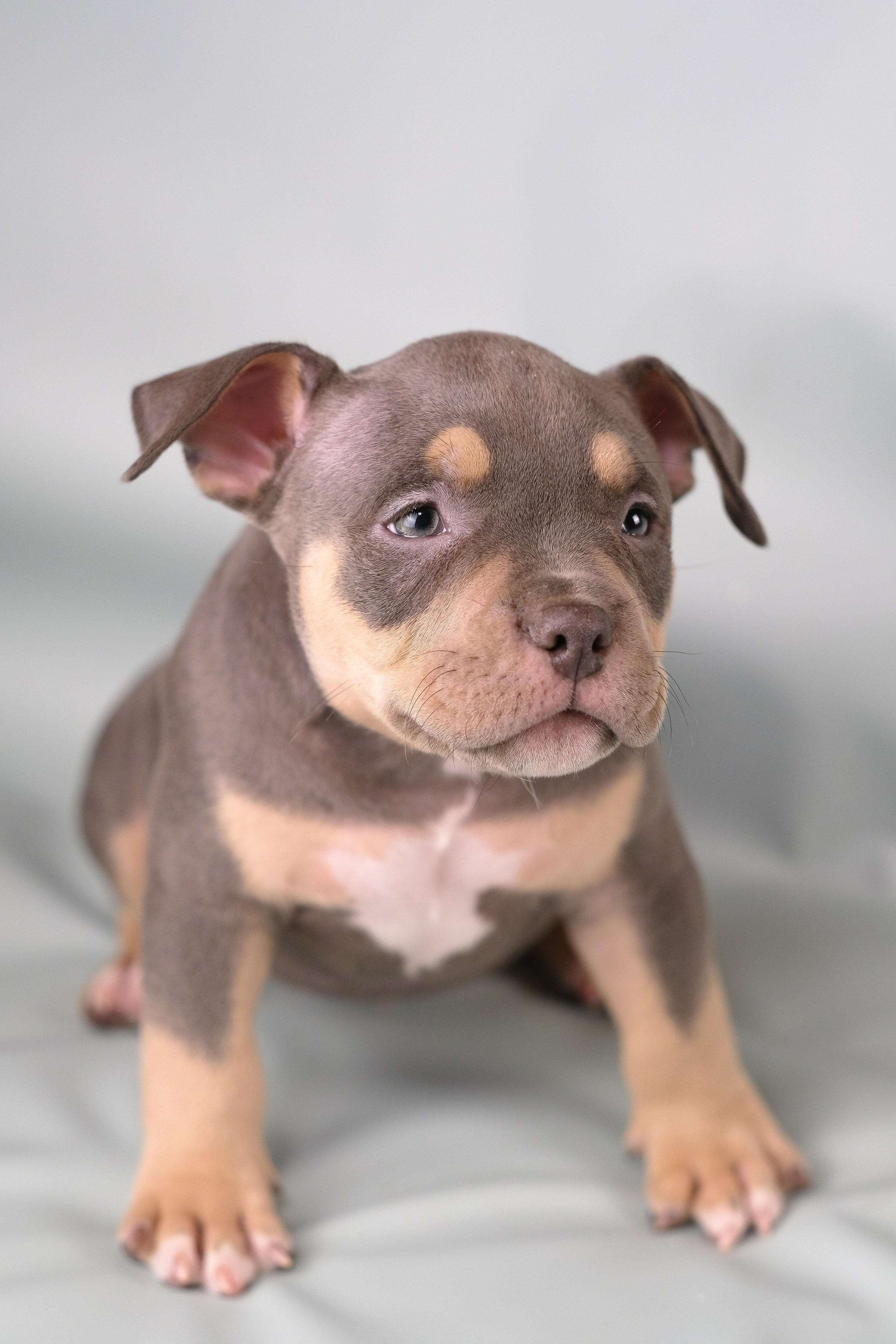 Американский Булли. Фотограф и видеограф анималист Аганина Дарья