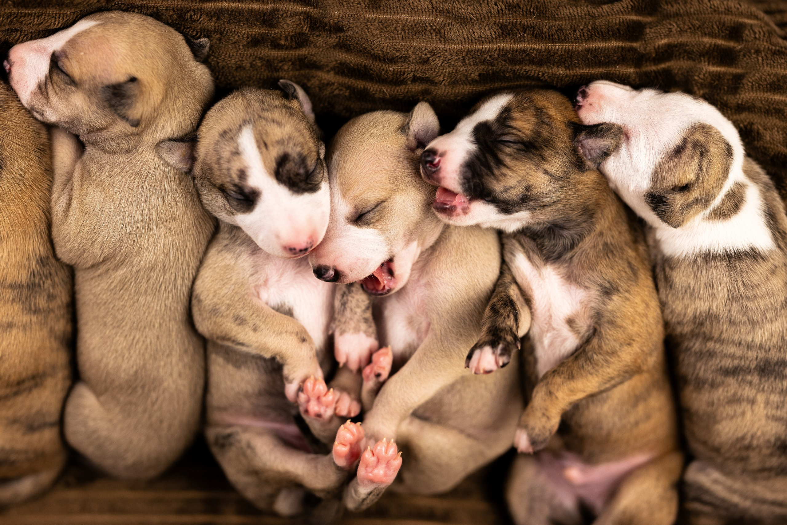 Уиппет. Фотограф и видеограф анималист Аганина Дарья