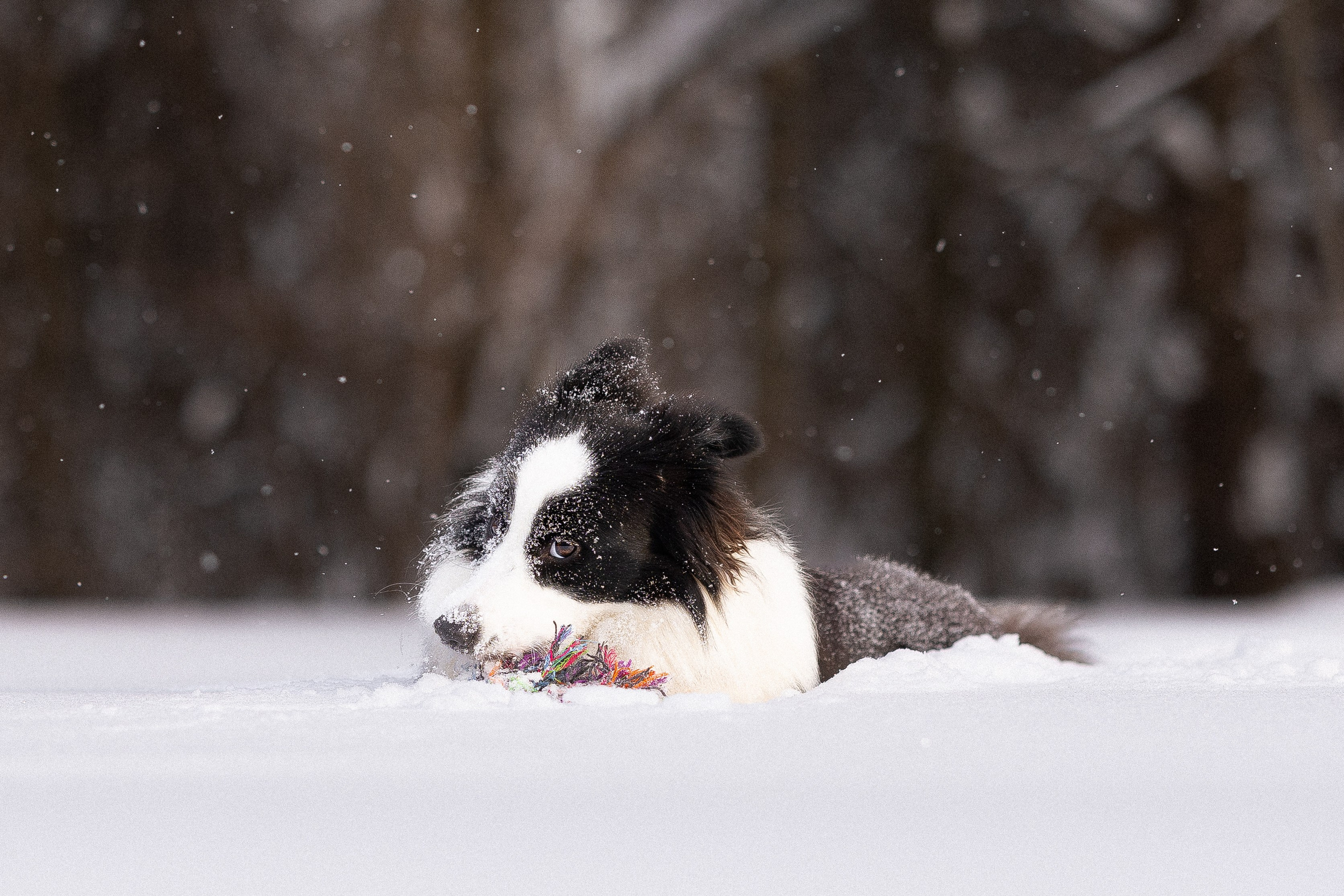 Лилия, Алексей и Ариана. Фотограф и видеограф анималист Аганина Дарья