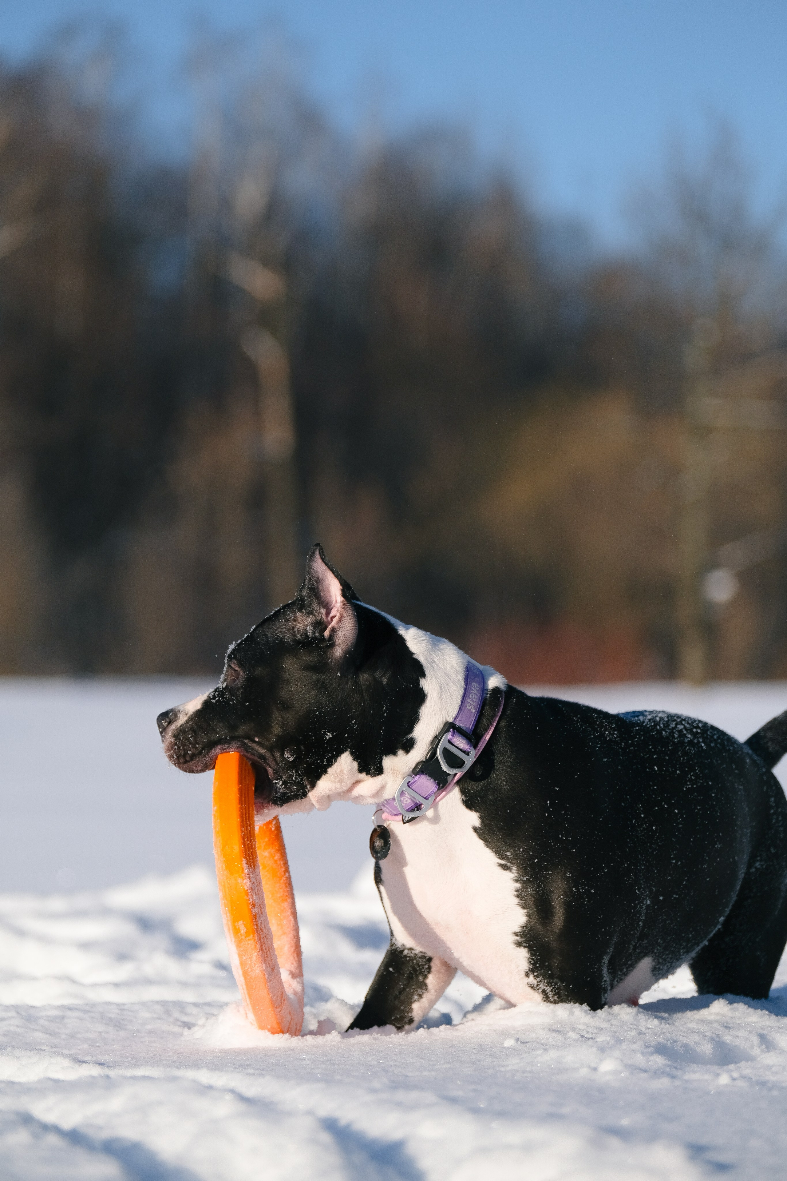 Баста и Эйгон. Фотограф и видеограф анималист Аганина Дарья