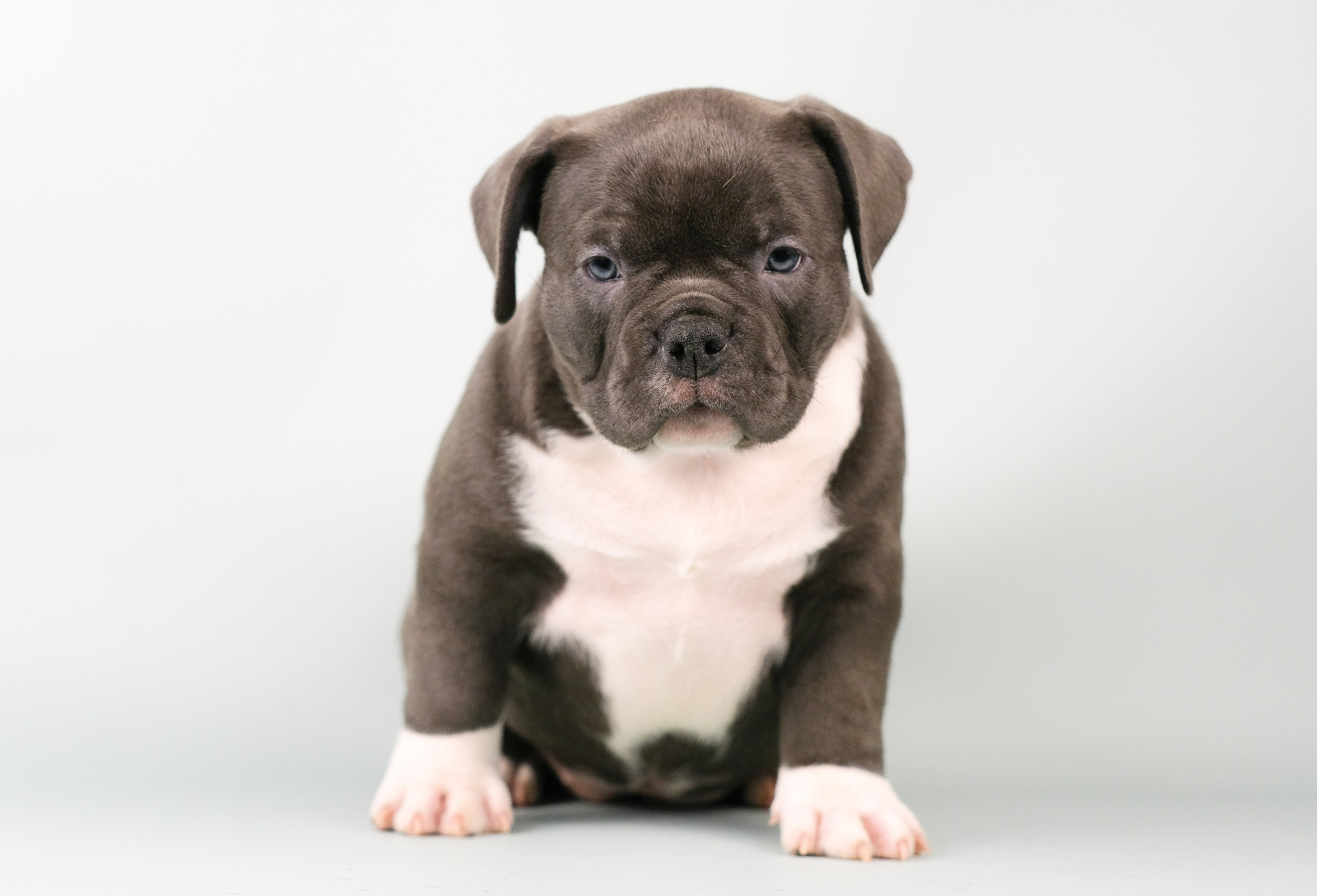 Американский Булли. Фотограф и видеограф анималист Аганина Дарья