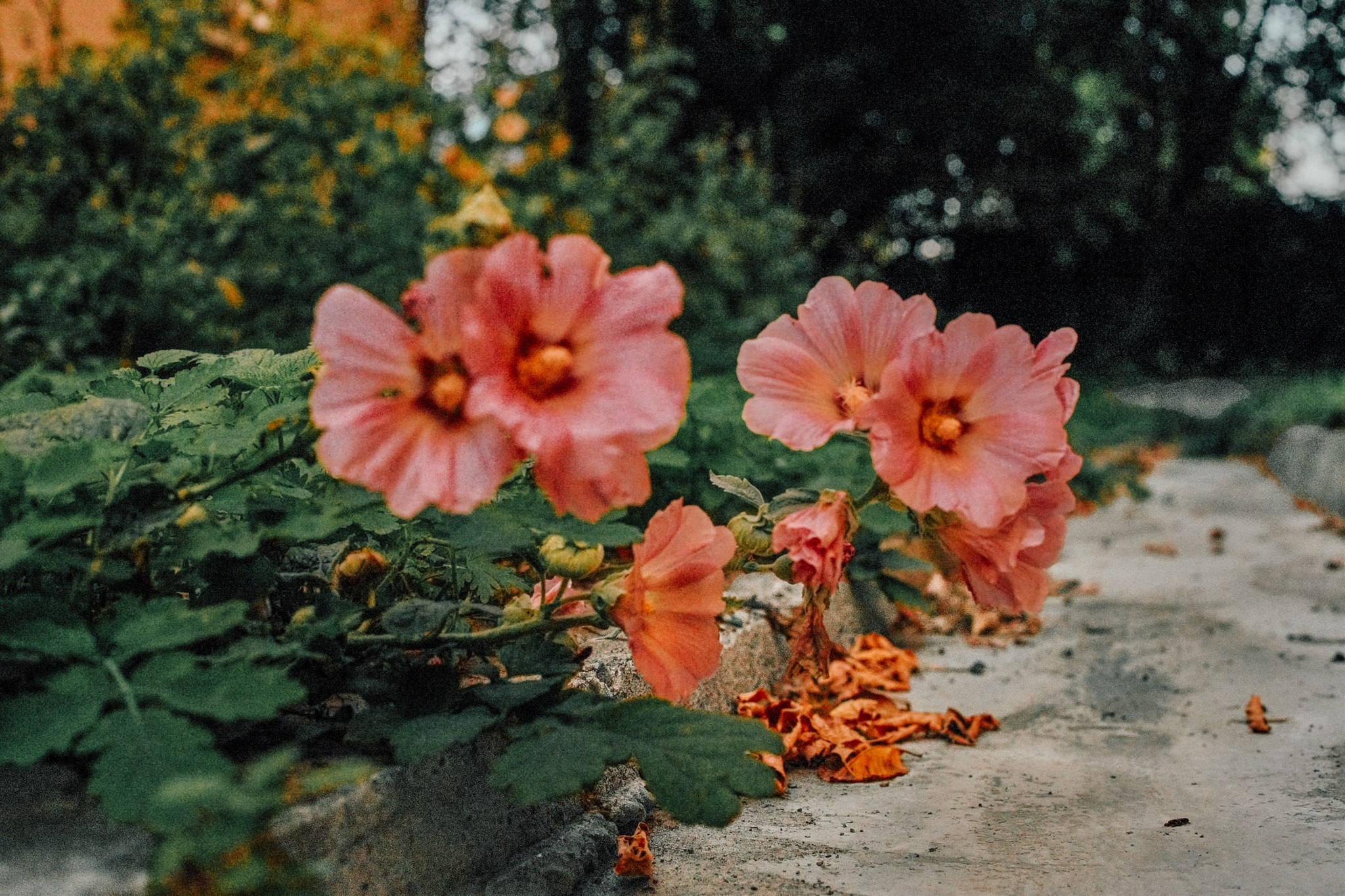 Стрит. Фотоким