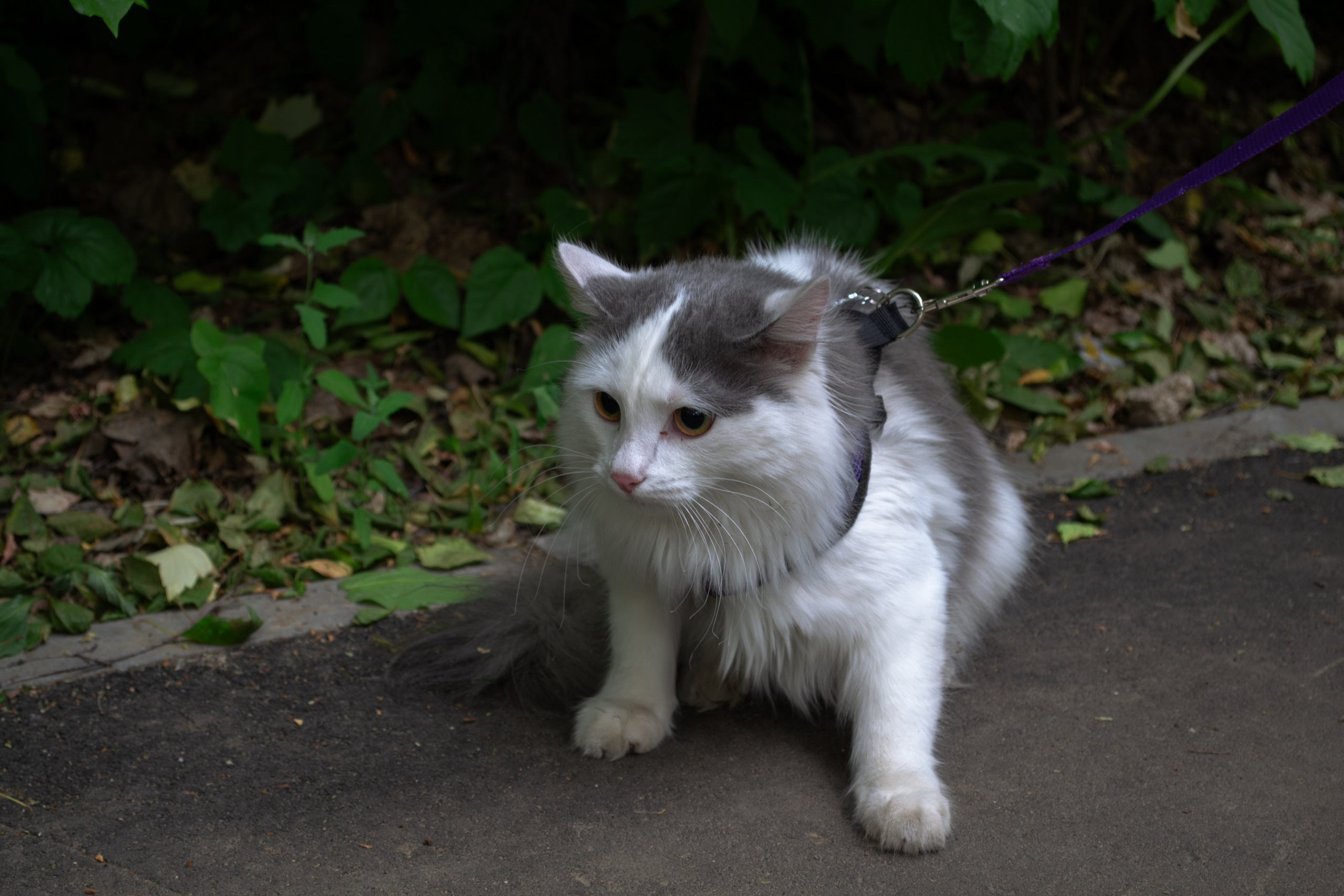Cats.1. Dumshap | думшап