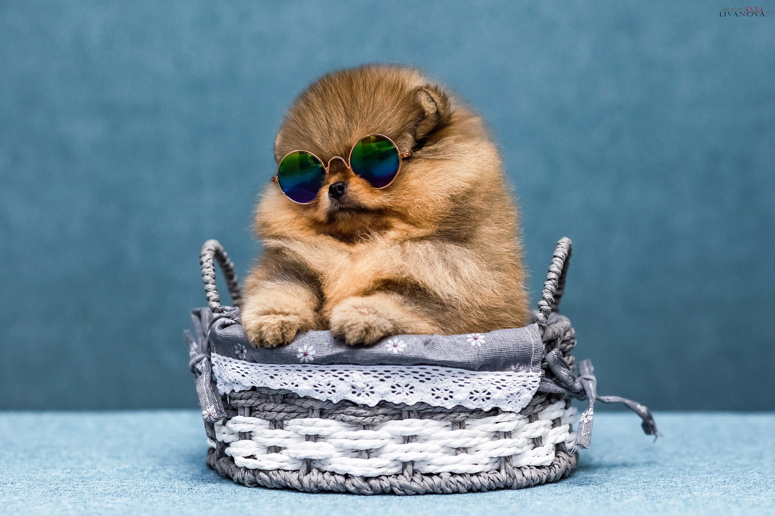 Шпицы. Фотограф анималист Аня Ливанова | Рыбинск