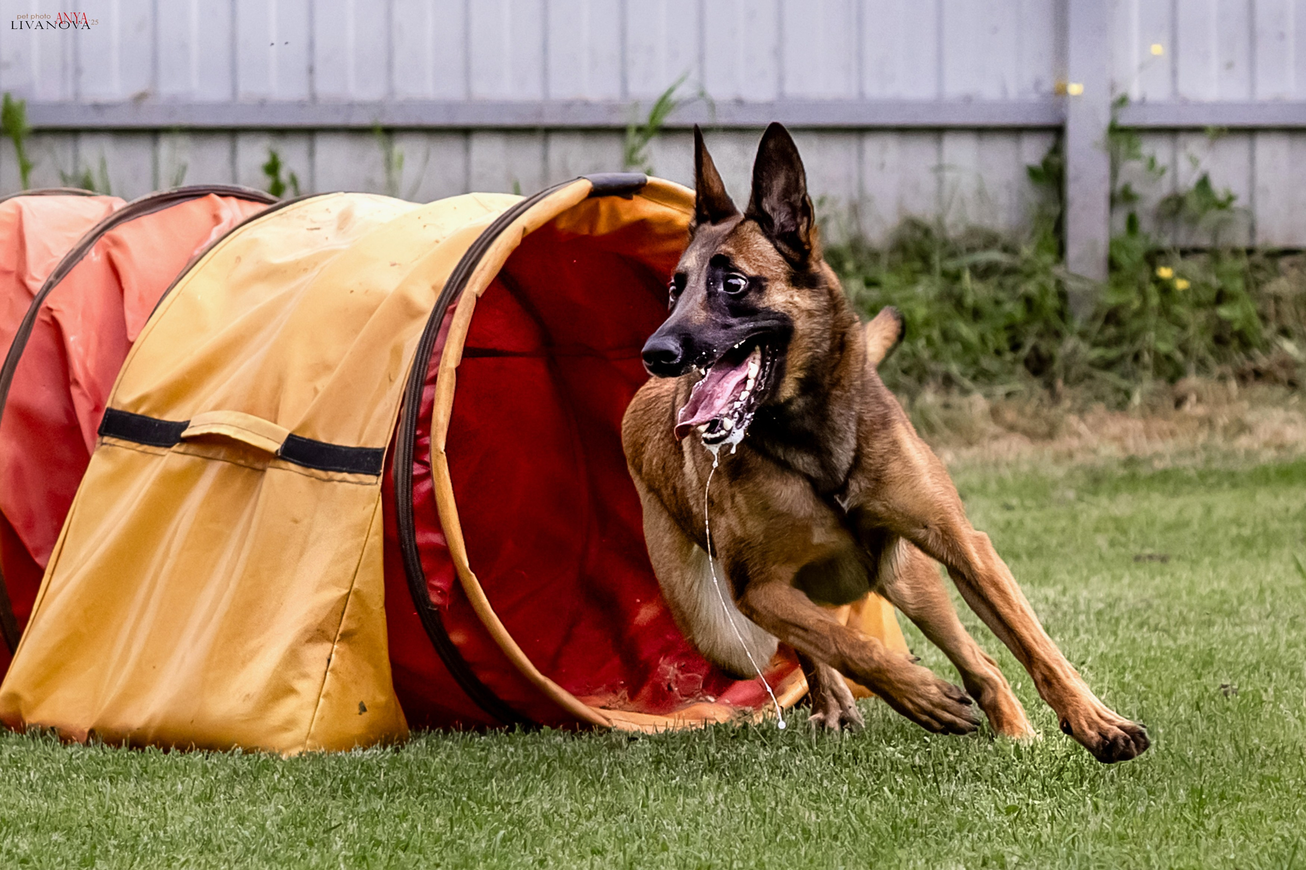 Аджилити Рыбинск. Фотограф анималист Аня Ливанова | Рыбинск