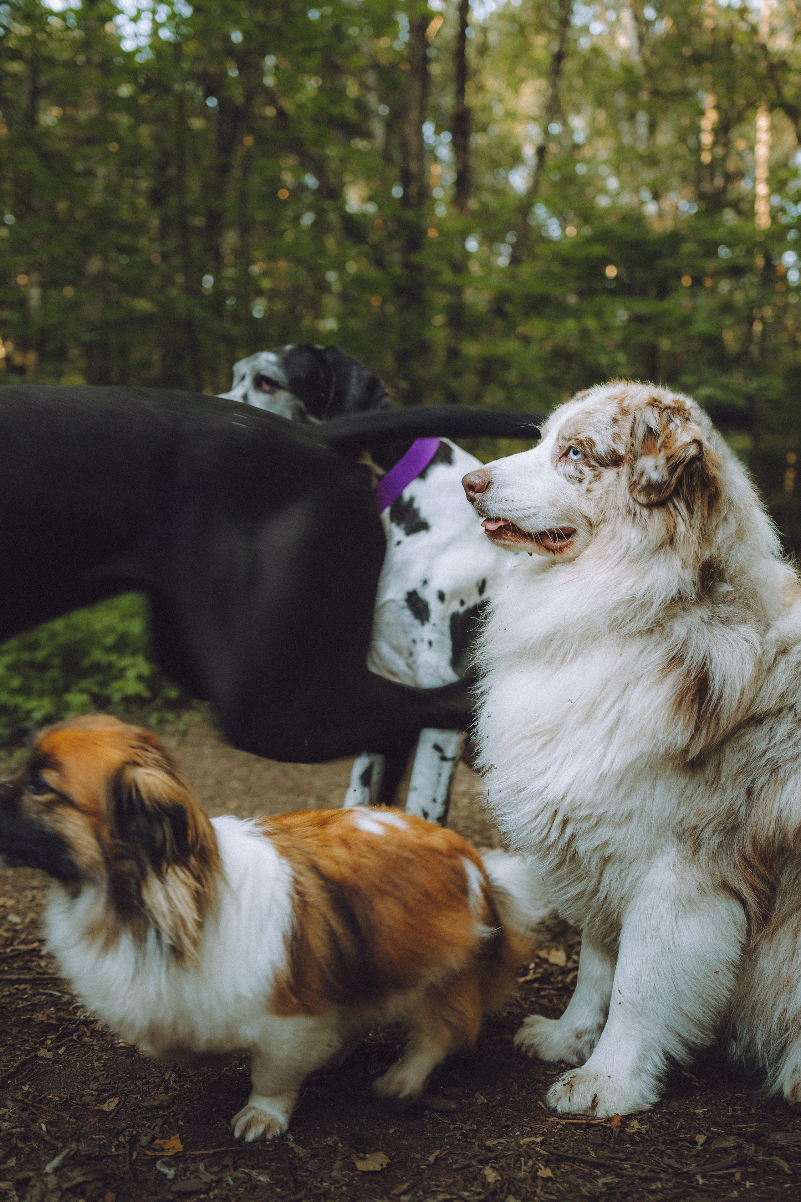 Катя, Андрей, Гектор, Ричи, Тортик и Трой