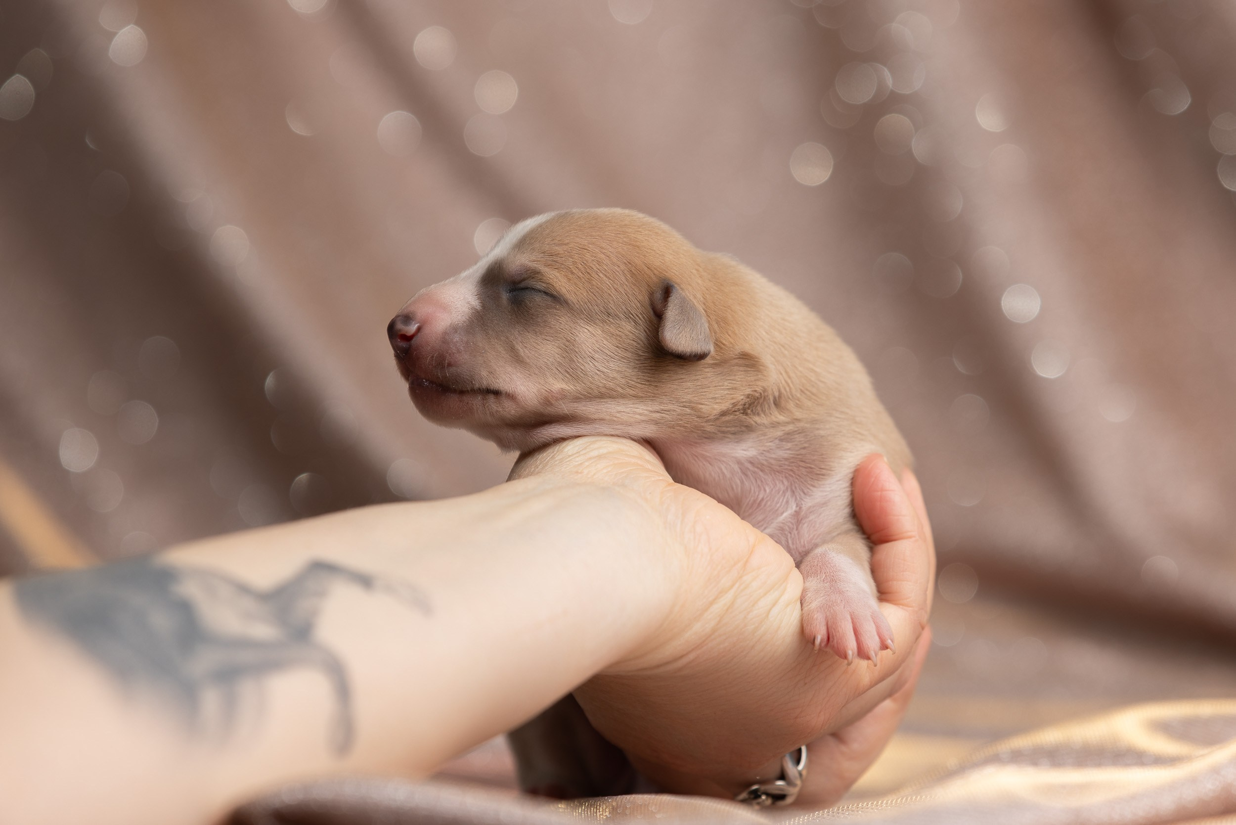 Ньюборн для щенков уиппета. Фотограф-анималист в Москве и Московской области Татьяна Фролова