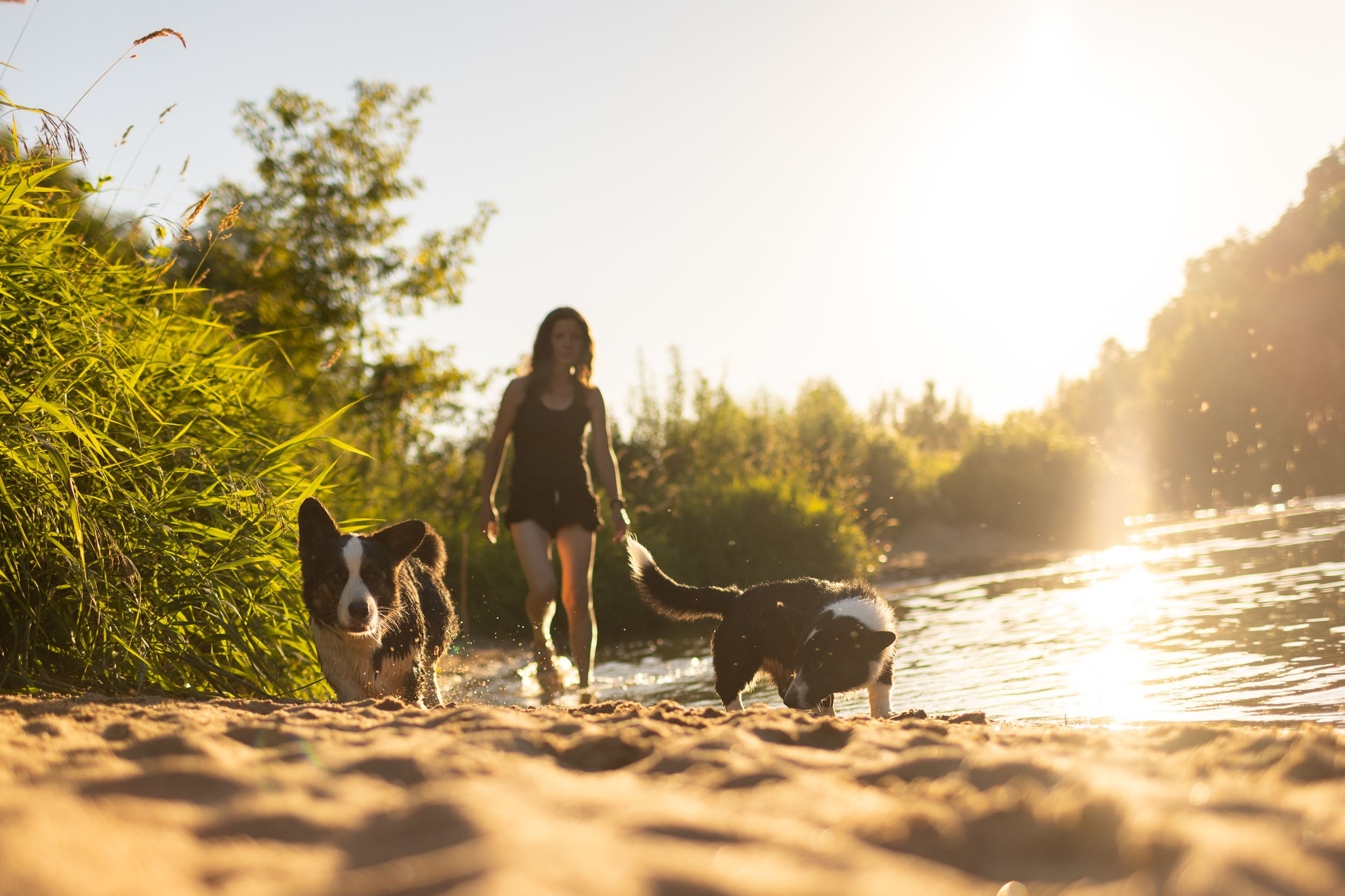 Купание щенков в стиле лайфстайл. Фотограф-анималист в Москве и Московской области Татьяна Фролова