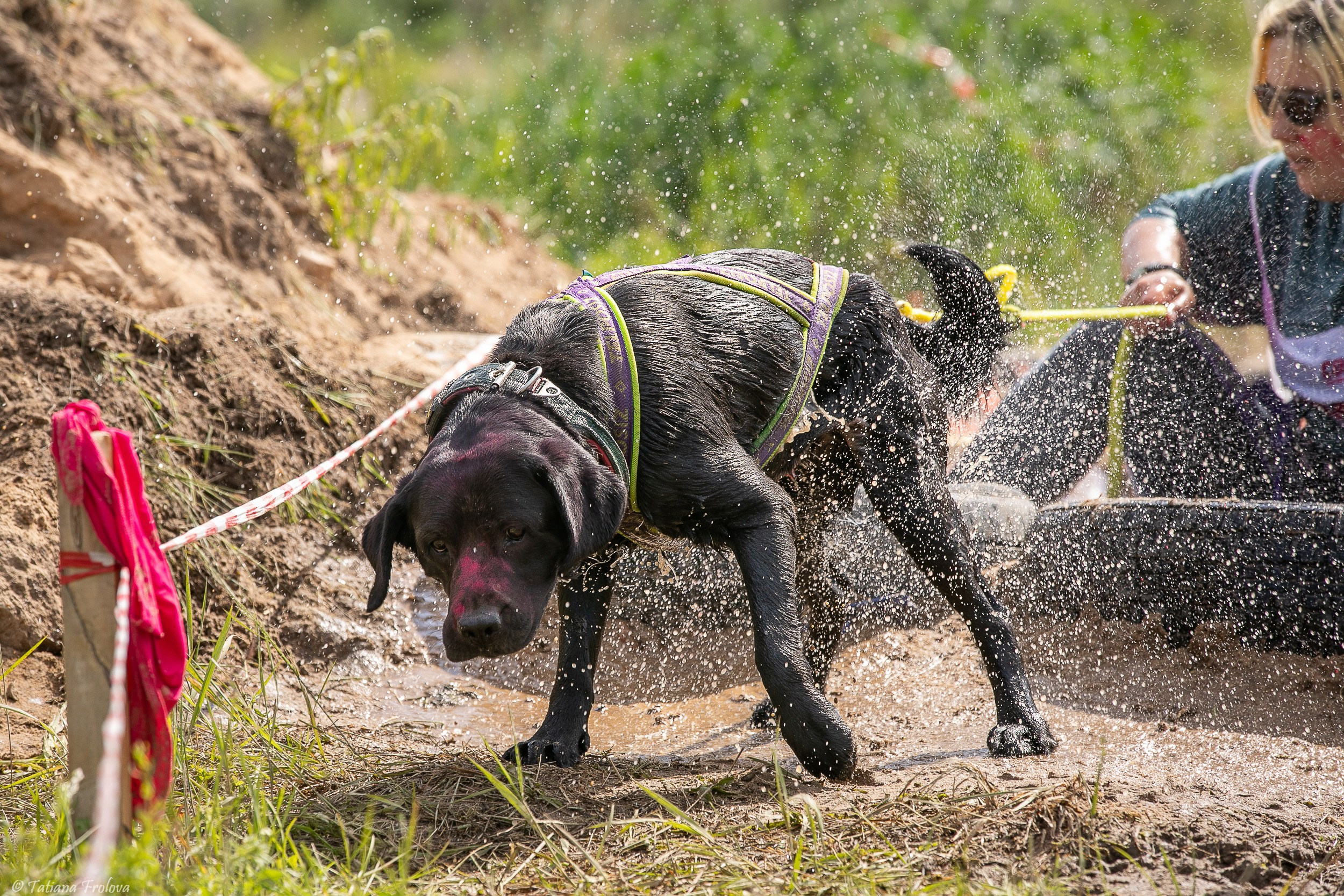 Фоторепортаж с забега с собаками. Фотограф-анималист в Москве и Московской области Татьяна Фролова