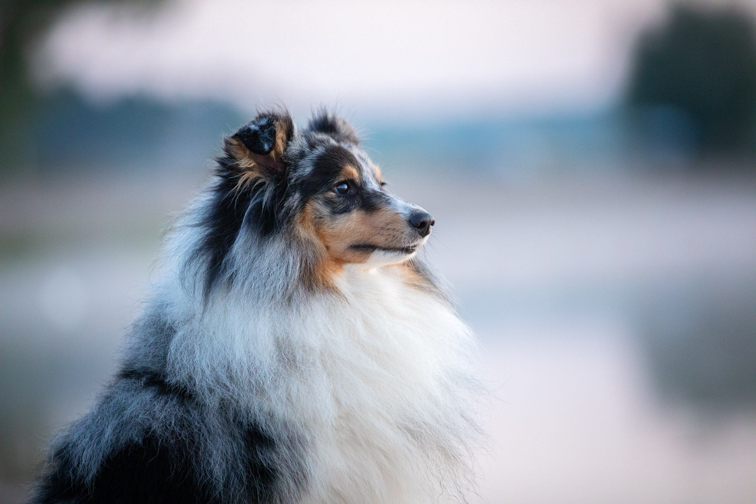 Съемка с шелти на рассвете на песчаном карьере. Фотограф-анималист в Москве и Московской области Татьяна Фролова
