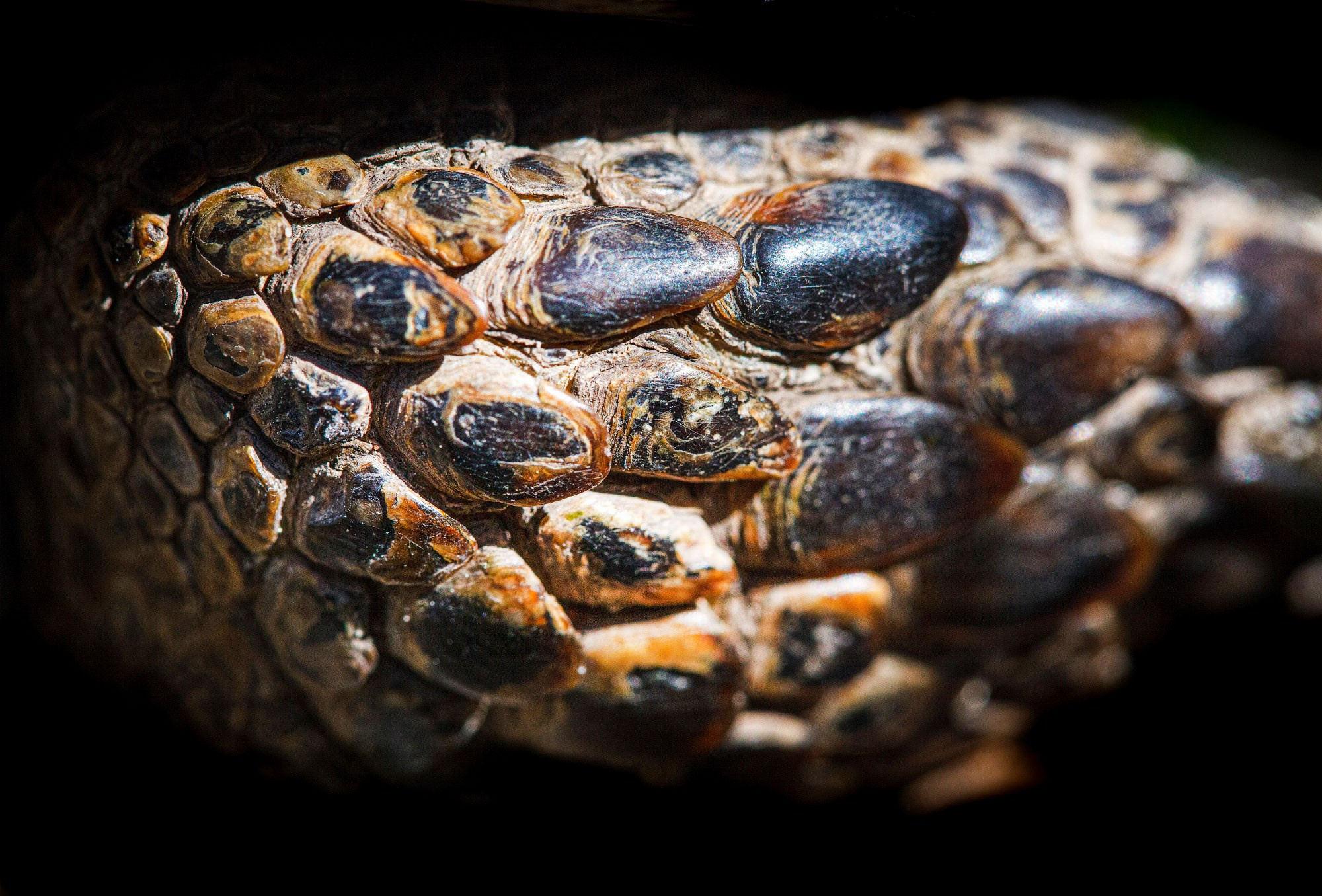 свадебный фотограф Геленджик