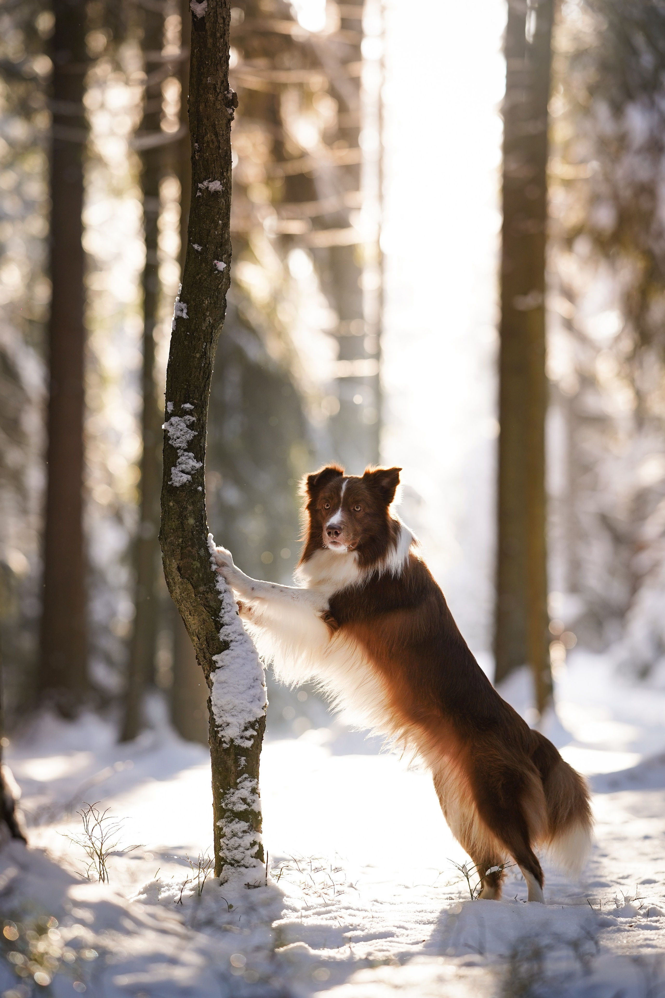 Катя и Ская. Фотограф-анималист в Санкт-Петербурге Яна Мартынова