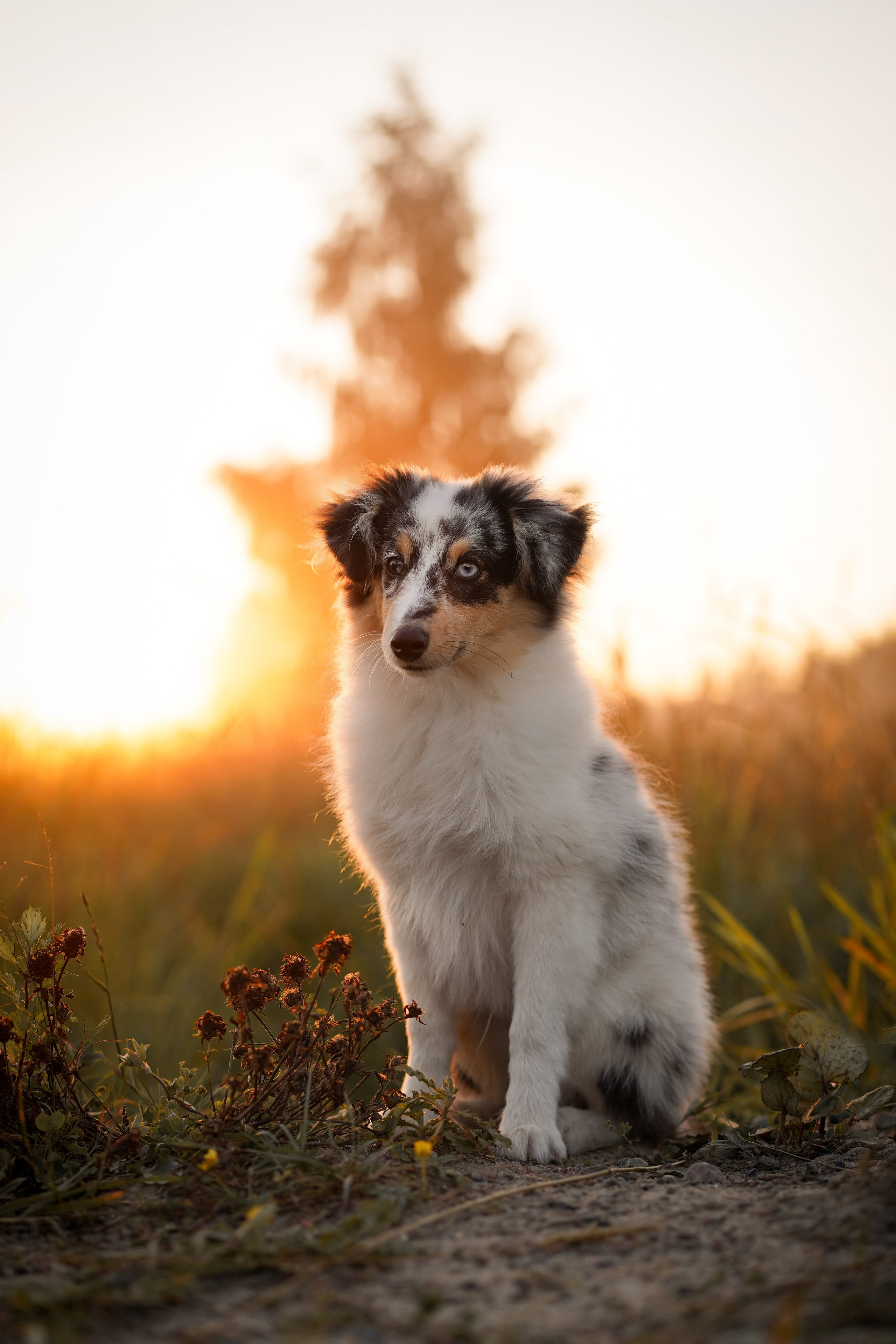 Алина и Лето. Фотограф-анималист в Санкт-Петербурге Яна Мартынова