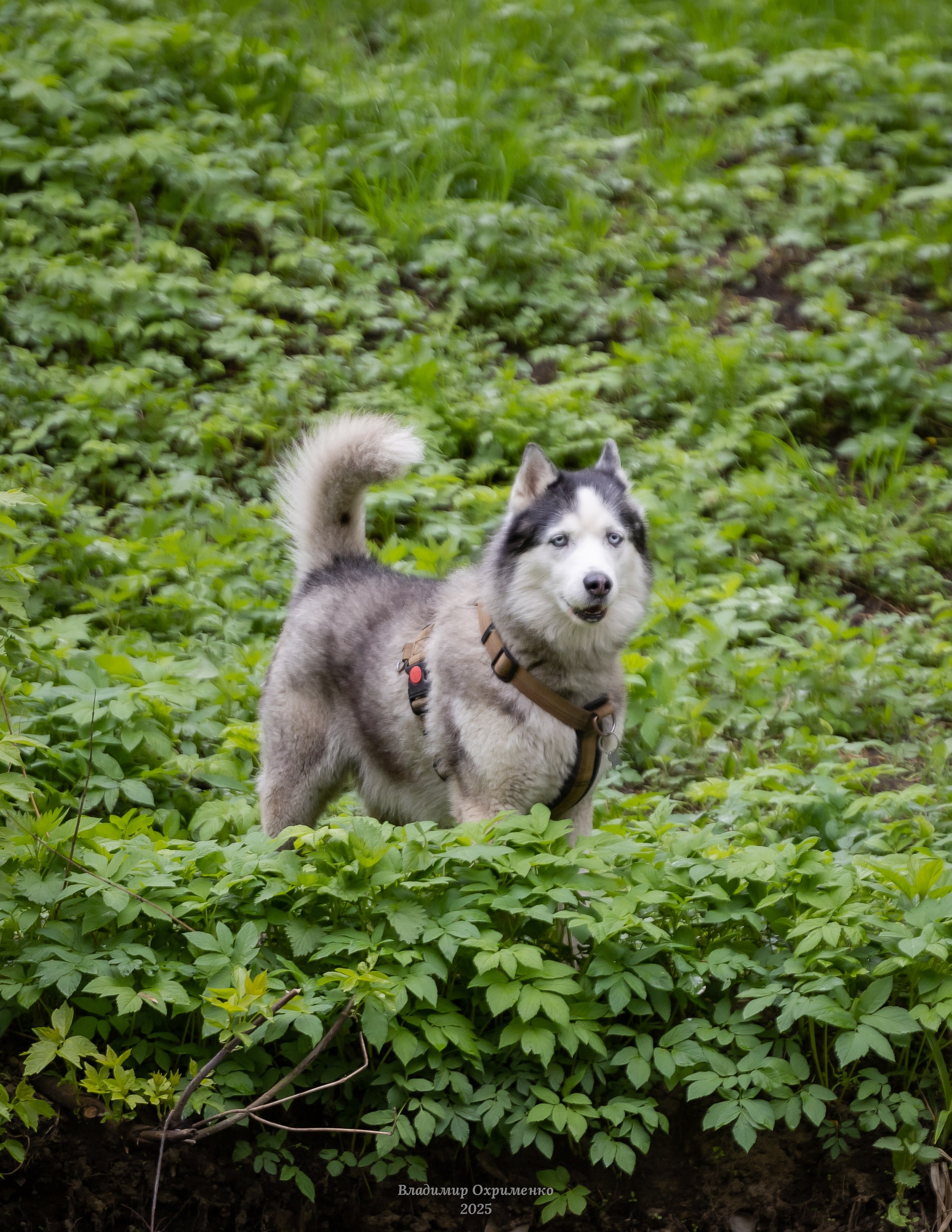 Животные. Фотограф Владимир Охрименко