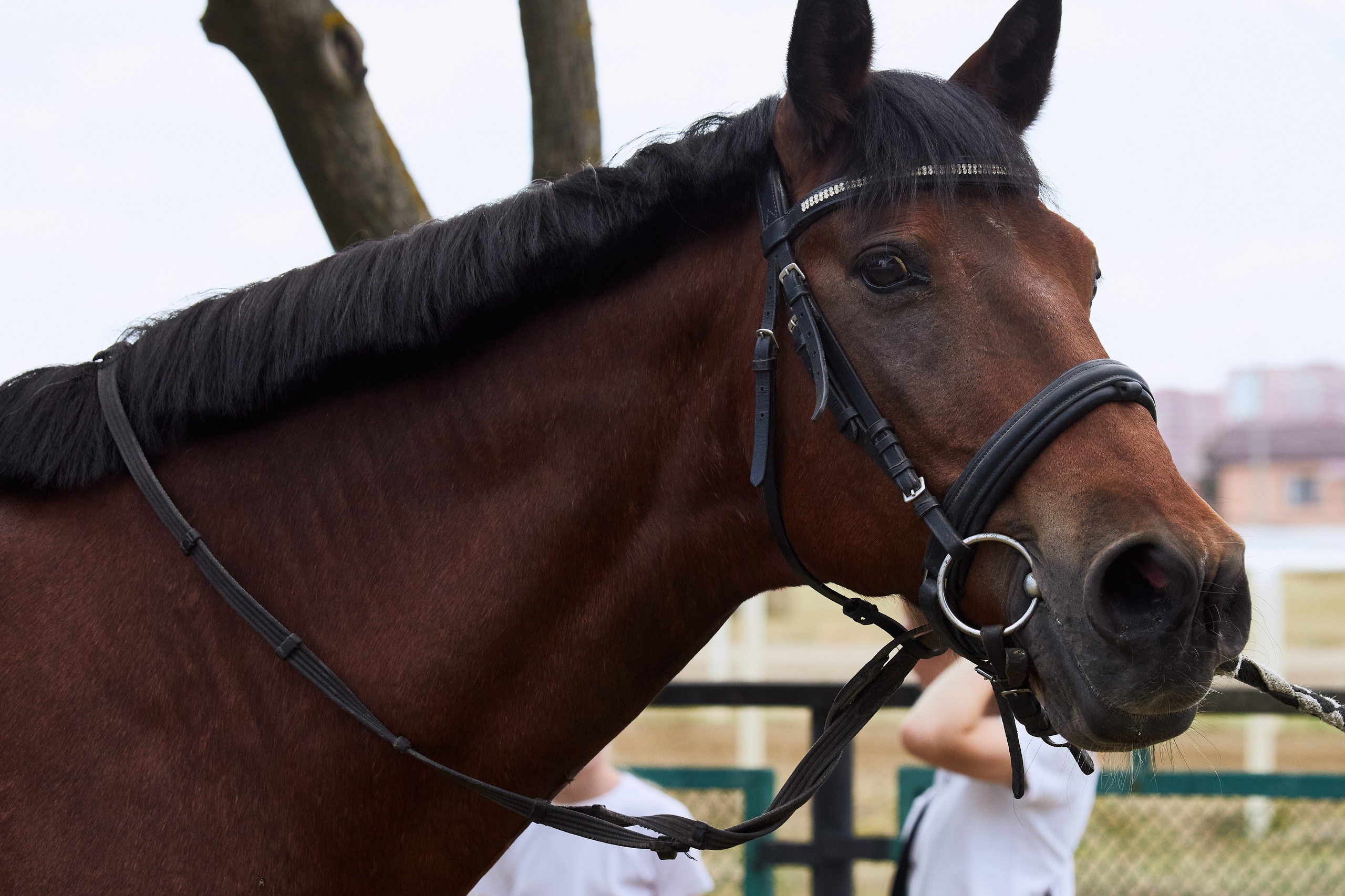 Скачки. Фотограф Юлия Маринина