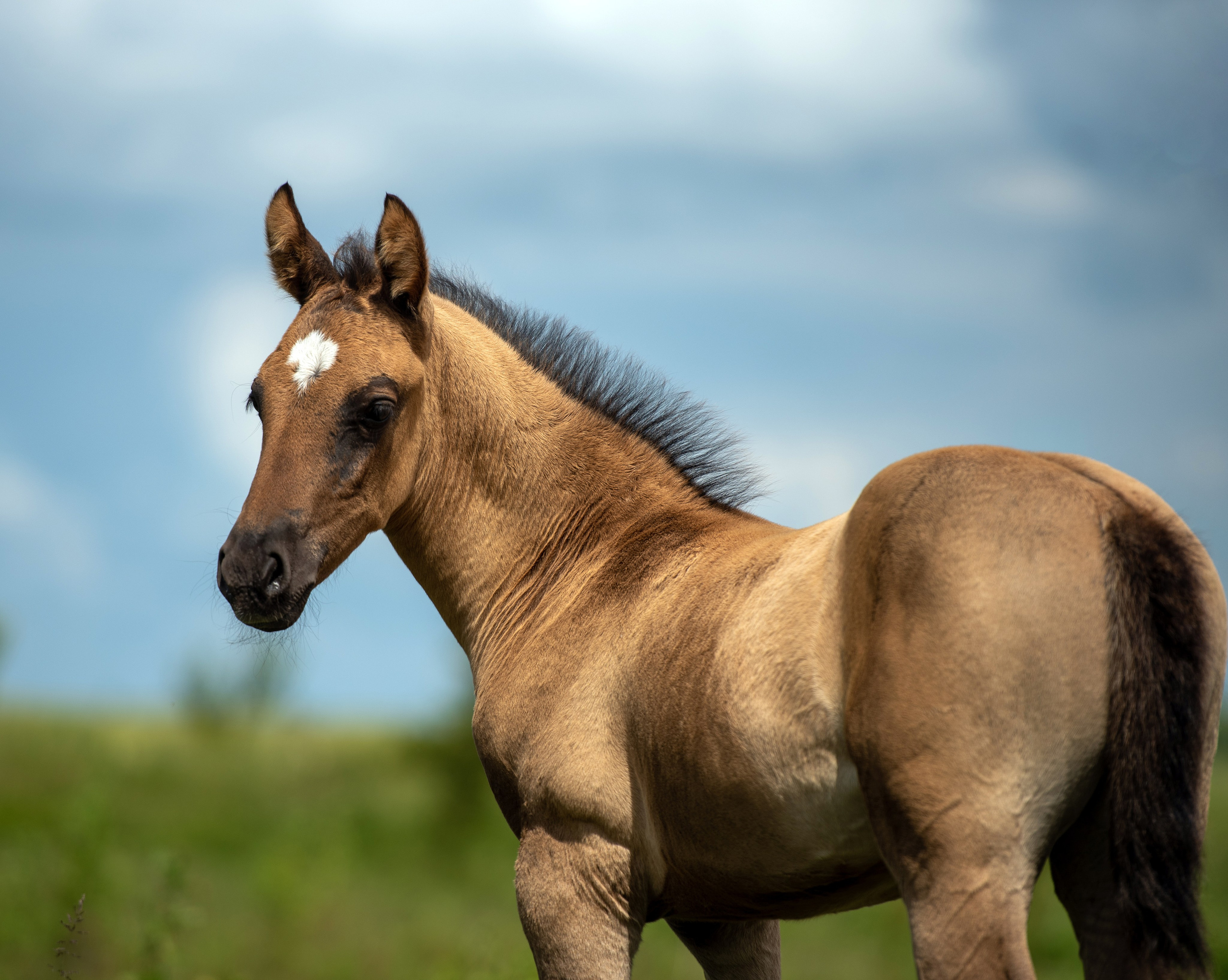 Фотосъемка лошадей. Фотограф с лошадьми в Калининграде Татьяна Ларина