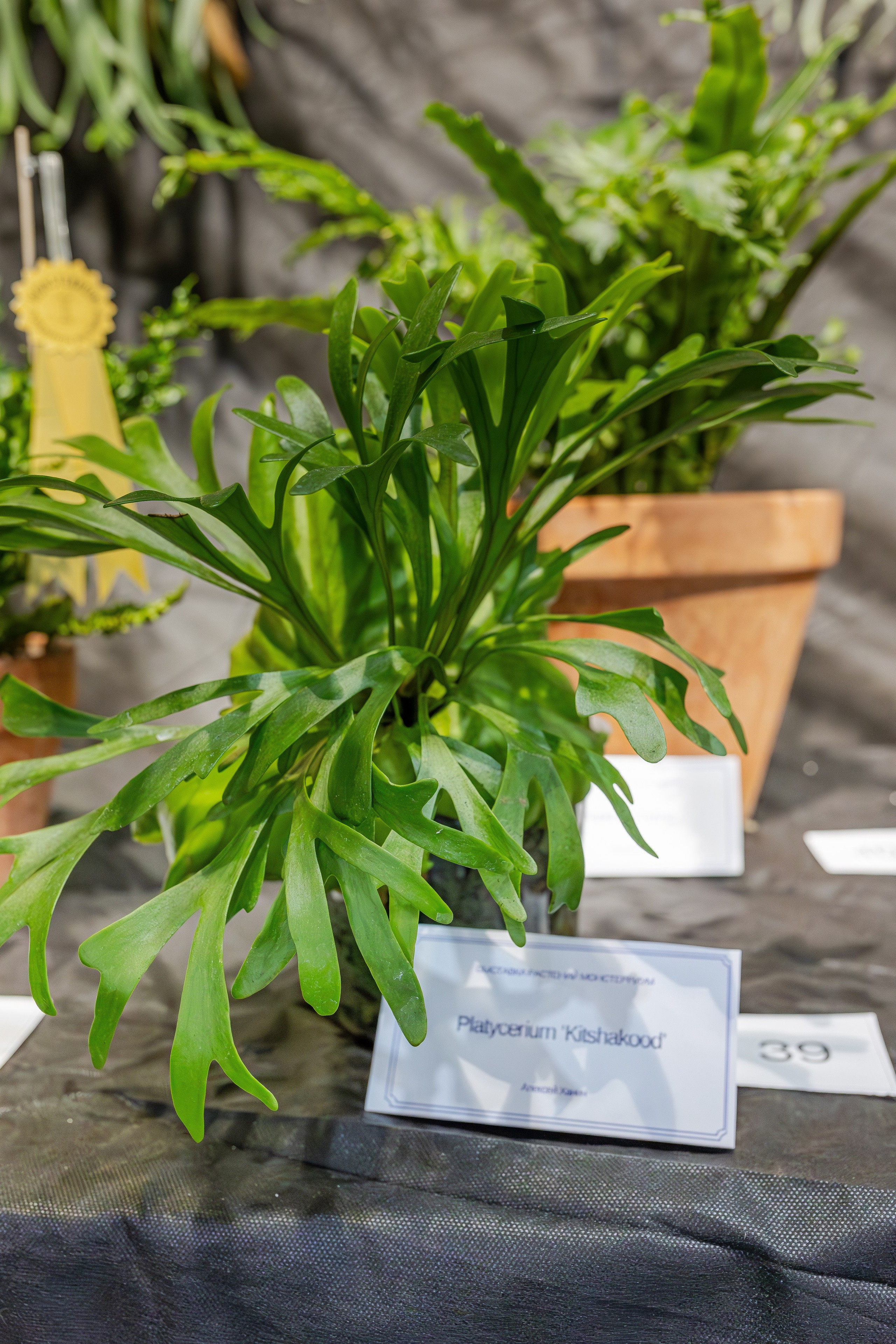 Монстериум апрель 2026. Александра Куликова фотограф, Москва