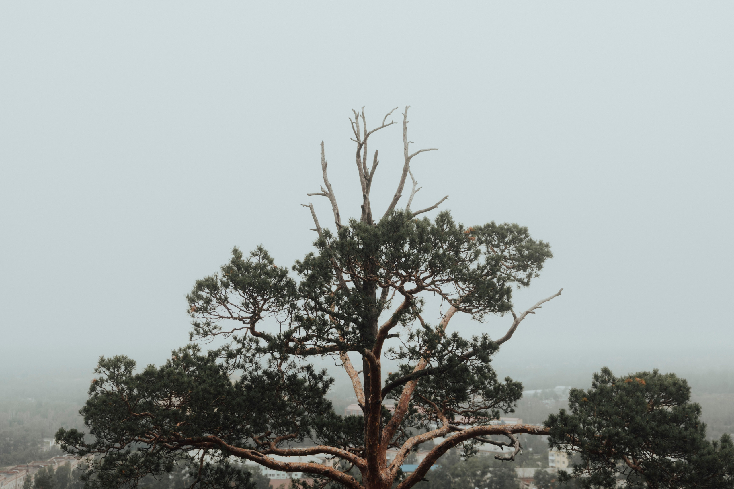 TWO ELEMENTS. Wedding videographer in Europe and Russia Ilya Novikov