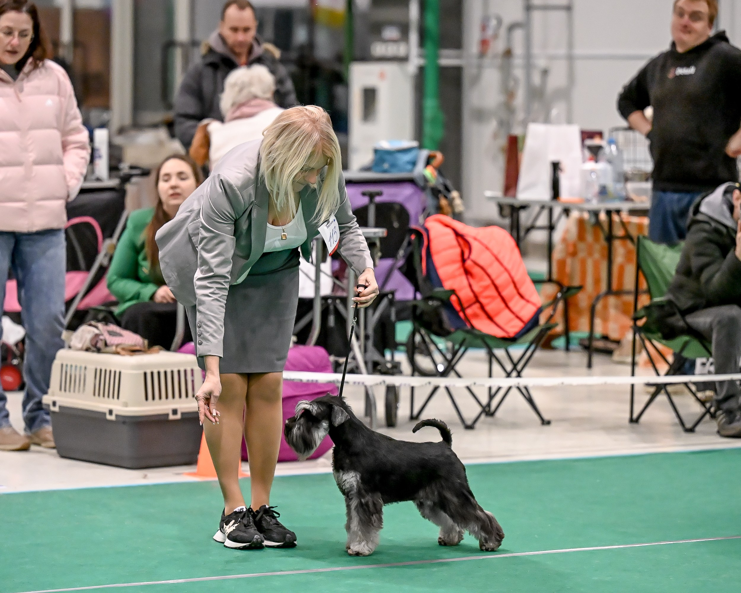 Бъянка/ Delinso Balance Cinzano Bianco. Питомник цвергшнауцеров в Беларуси «Делинсо Бэлэнс»