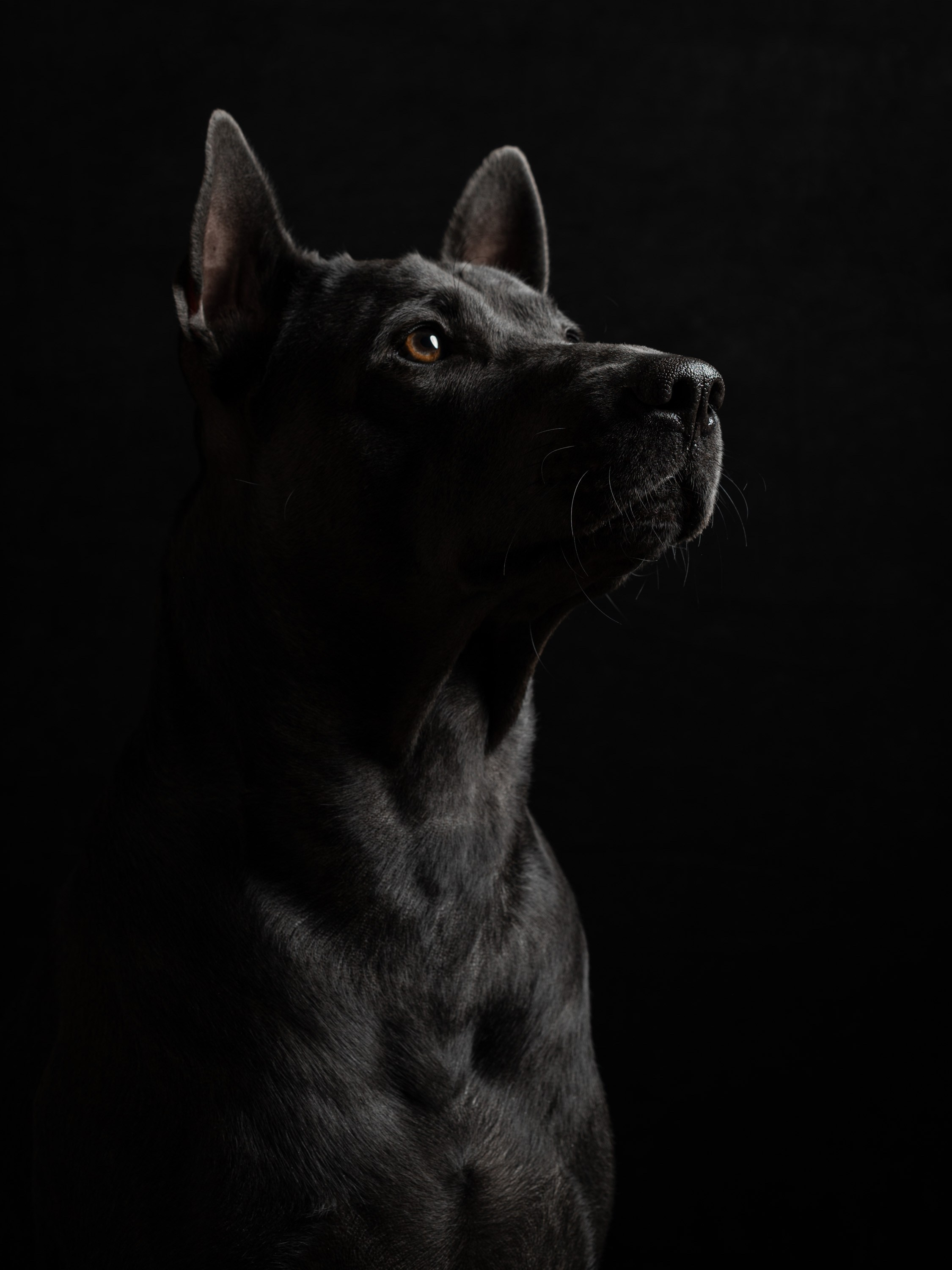 Адам | тайский риджбек. Alexandrovna photography