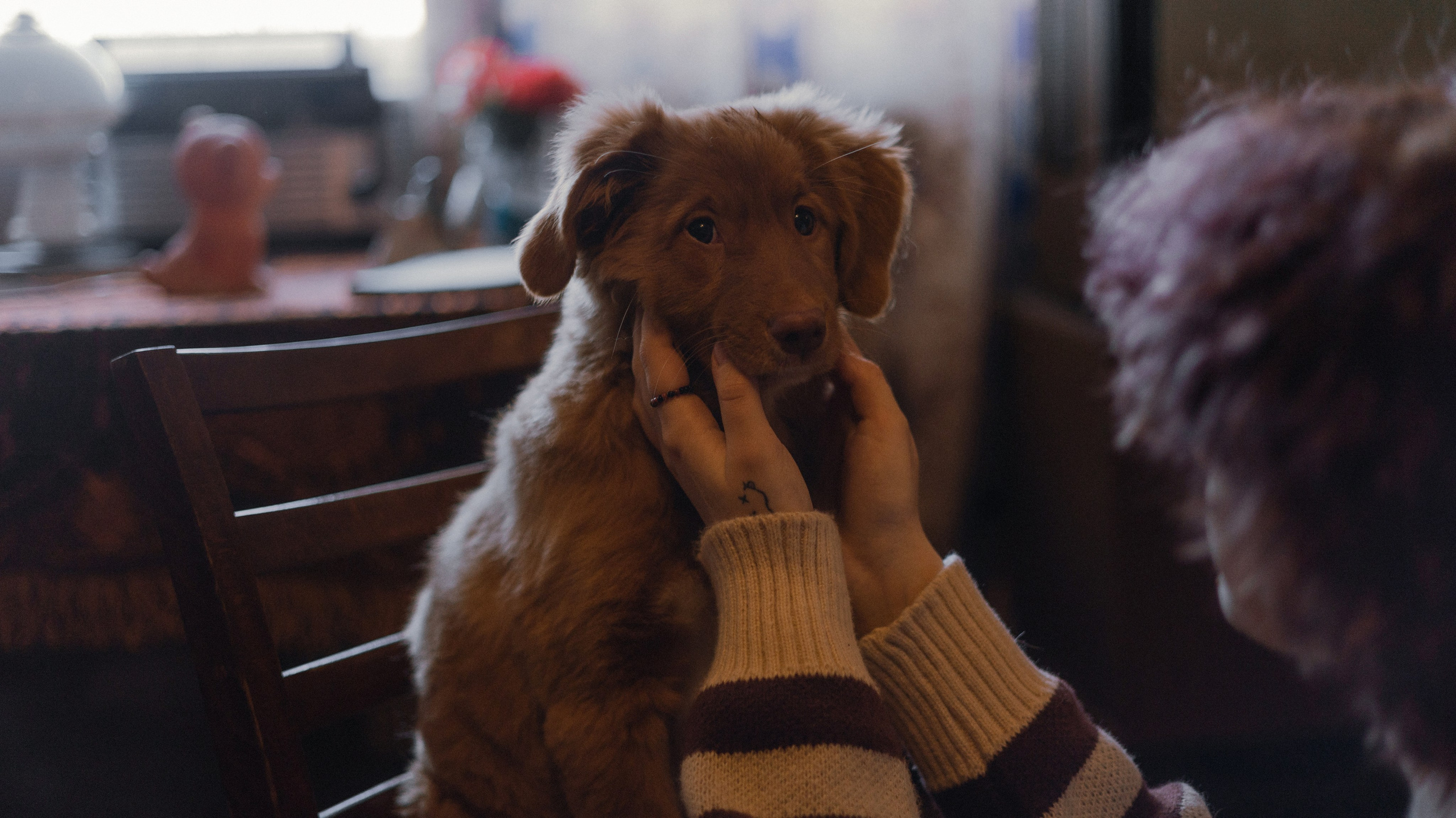 Лера, Реджи и Ральф. Фотограф-анималист Богданова Полина