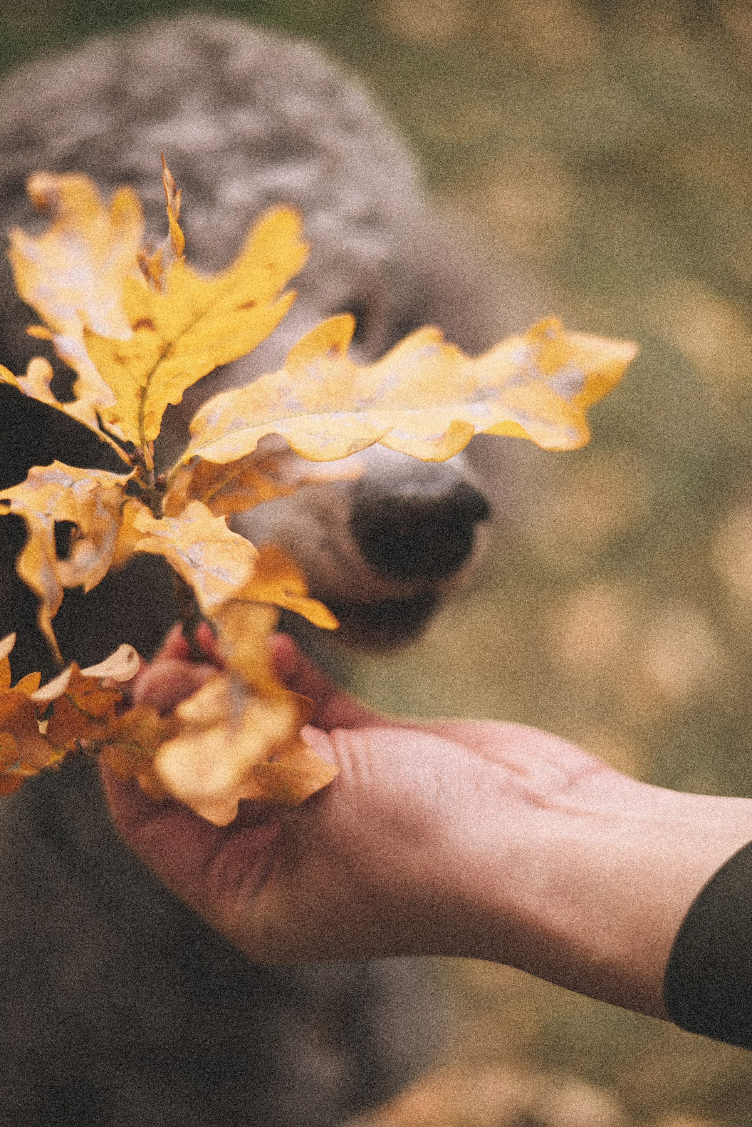 Алёна и Смоки. Фотограф-анималист Богданова Полина