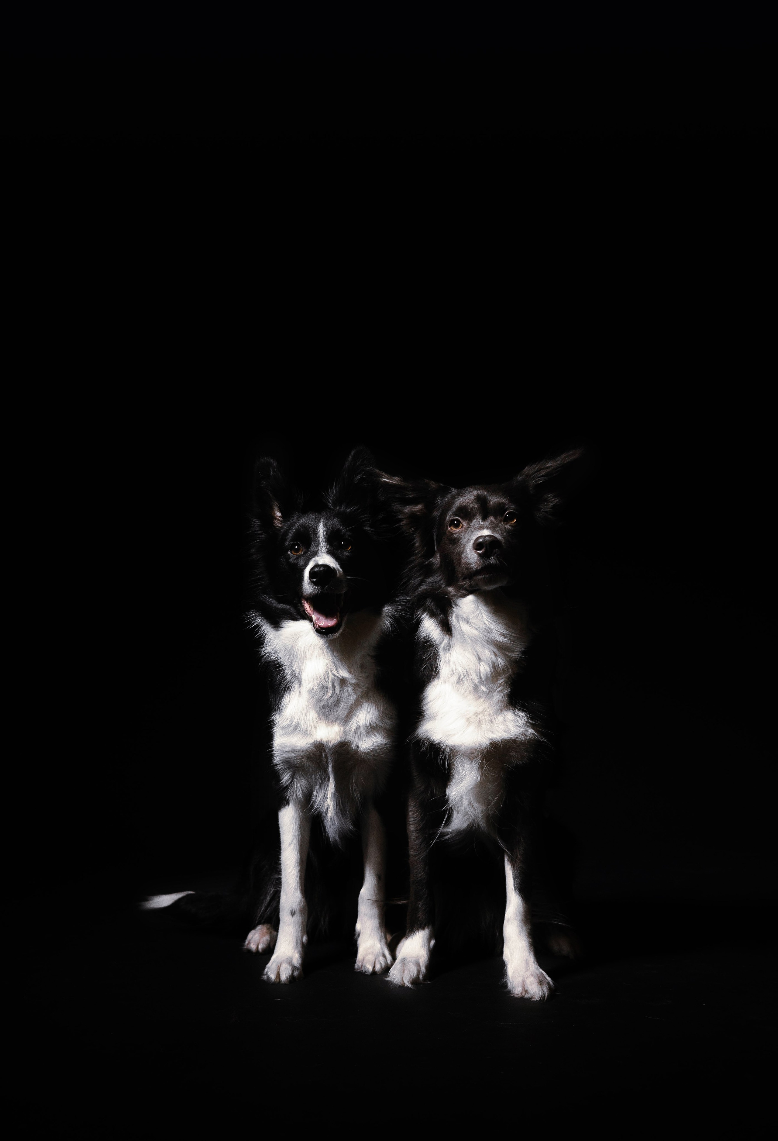 Даша, Дже и Рива. Фотограф-анималист Богданова Полина