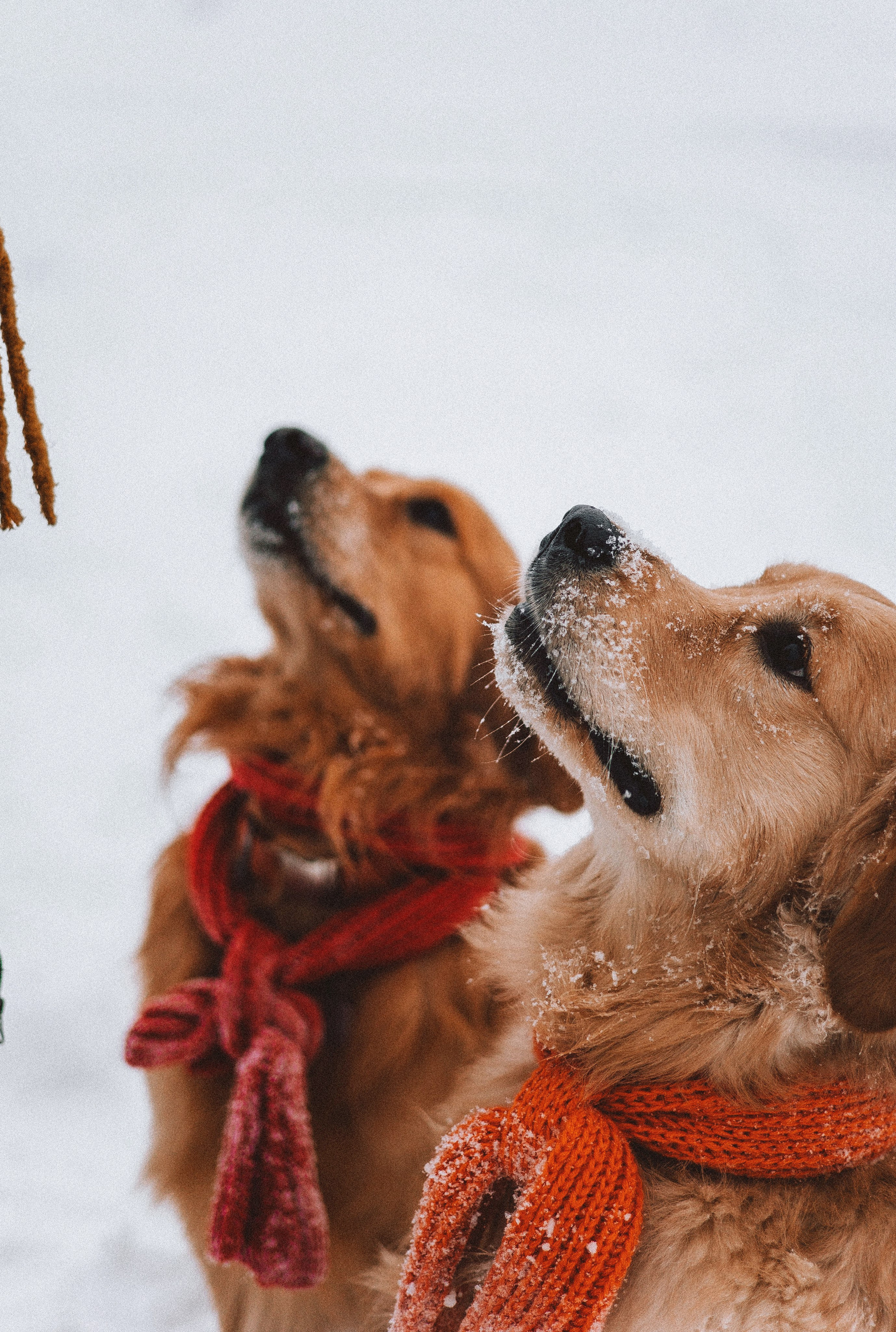 Саша, Юля, Грэй и Джой. Фотограф-анималист Богданова Полина