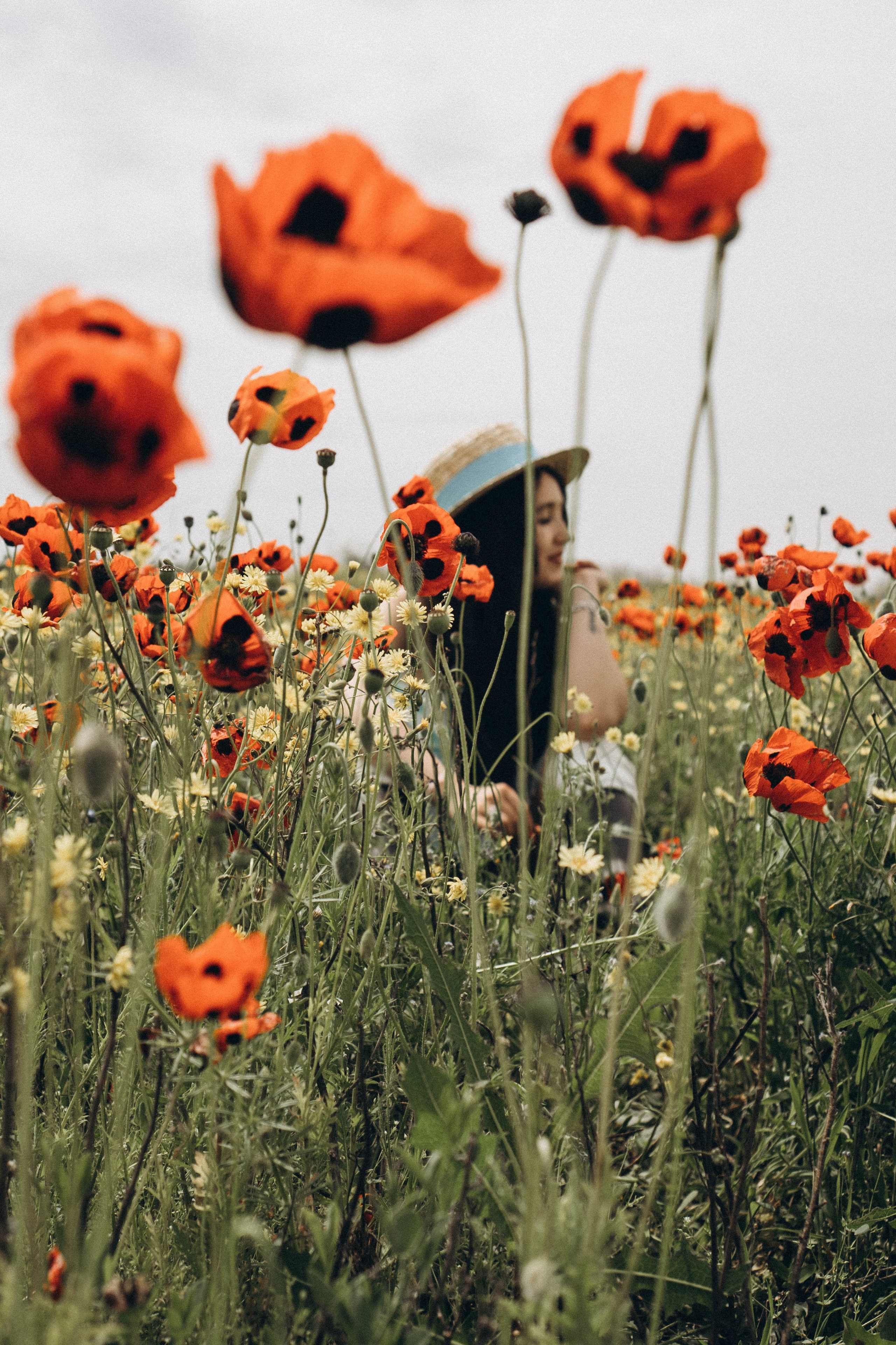 Цветочная поляна. Профессиональный фотограф, Санкт-Петербург — Виктория Богомолова