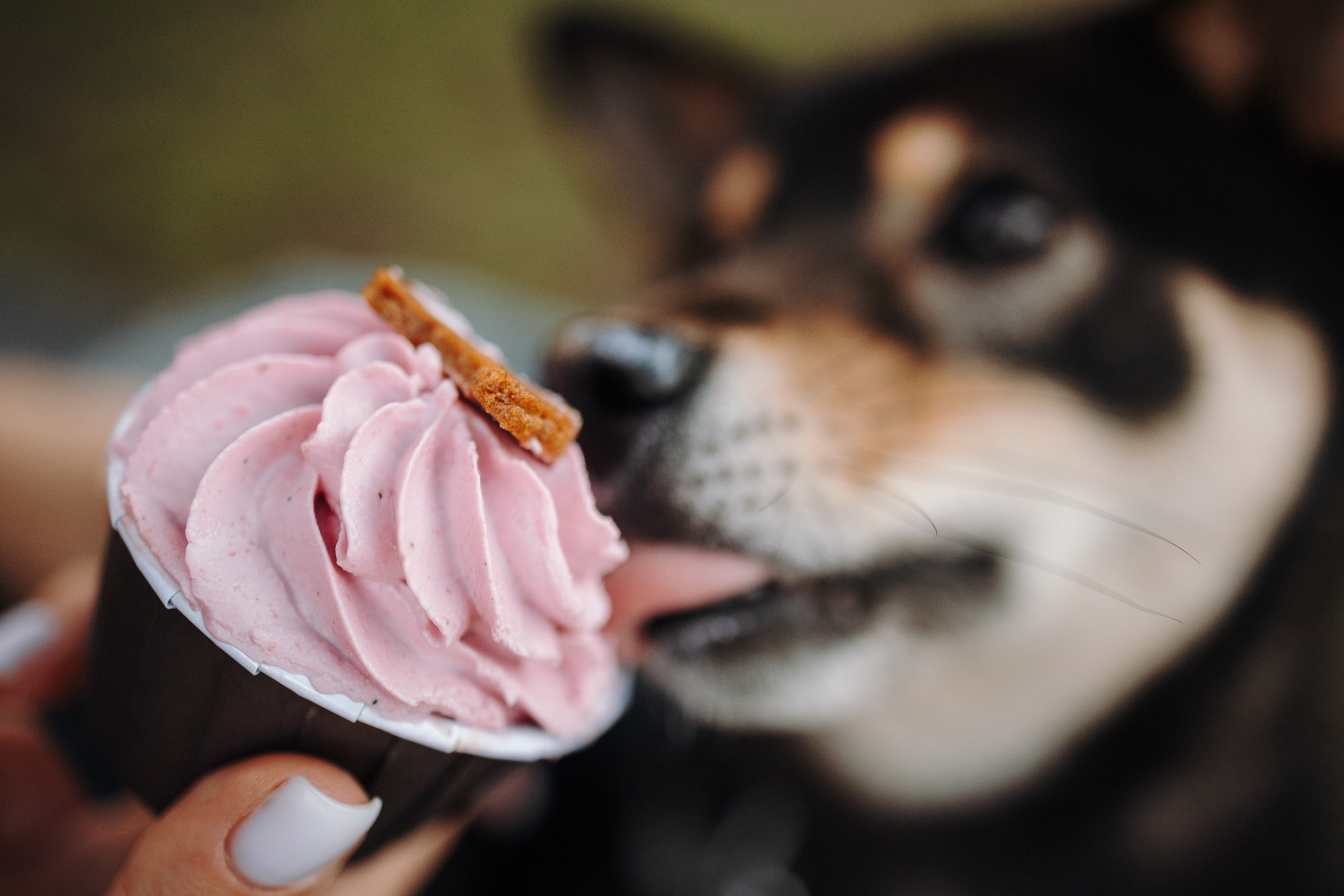 Даша и ее девочки. Фотограф — Анималист | Санкт-Петербург