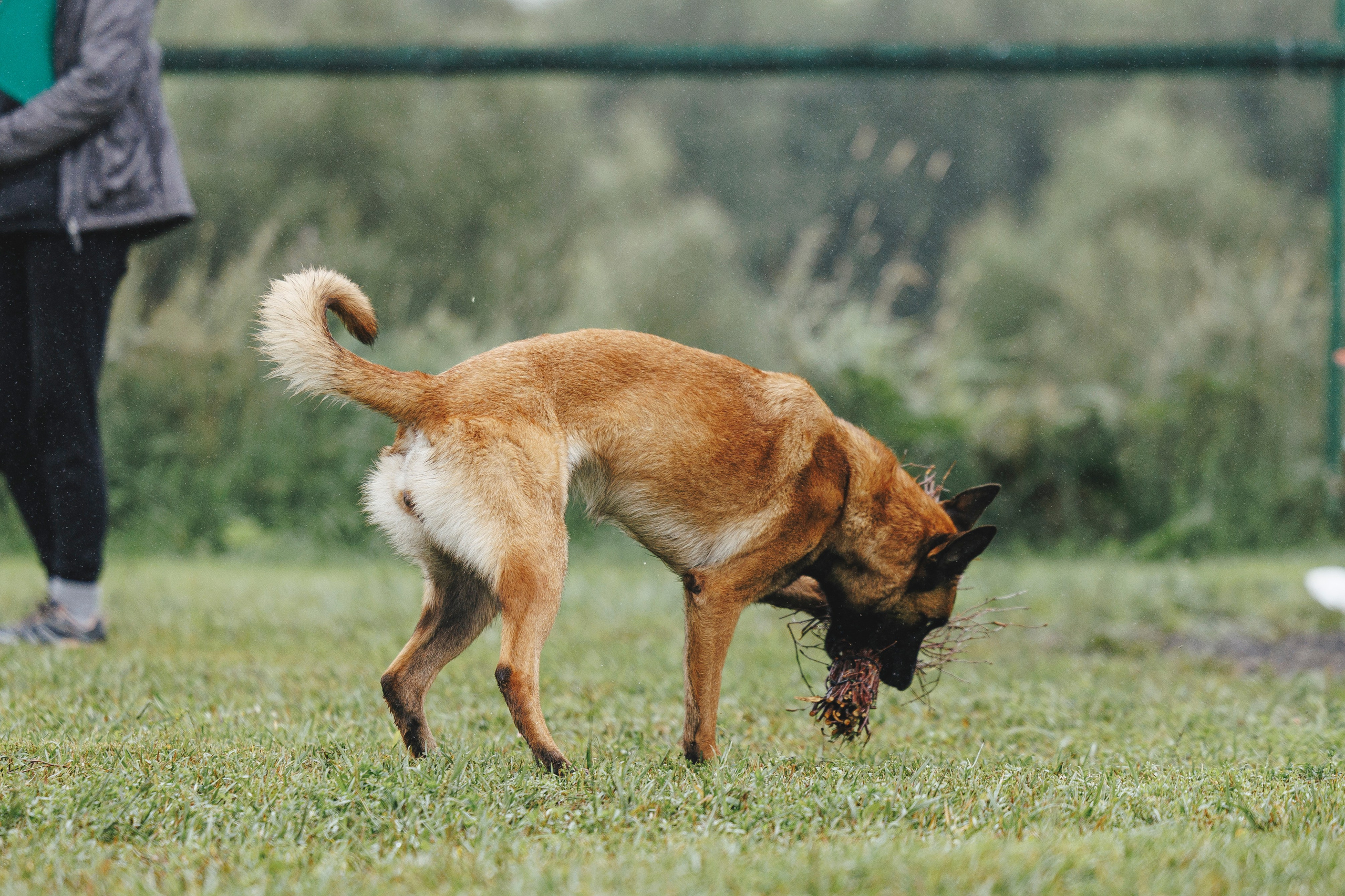 08.08.25-10.08.25 ЧР по мондьорингу г. Вологда. Фотограф-анималист Анна Маринич