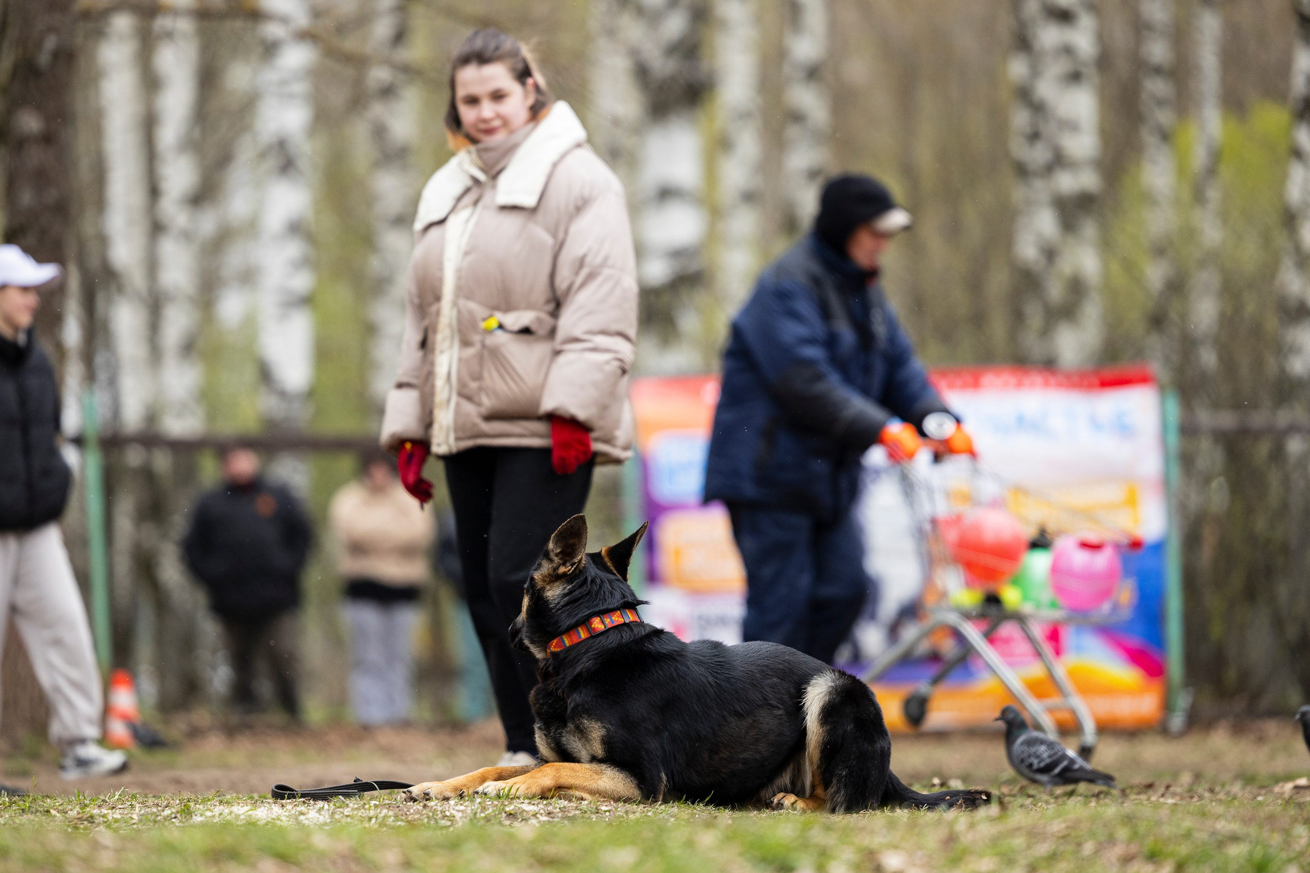 Квалификационные состязания по мондьорингу г. Вологда 11.05.24. Фотограф-анималист Анна Маринич