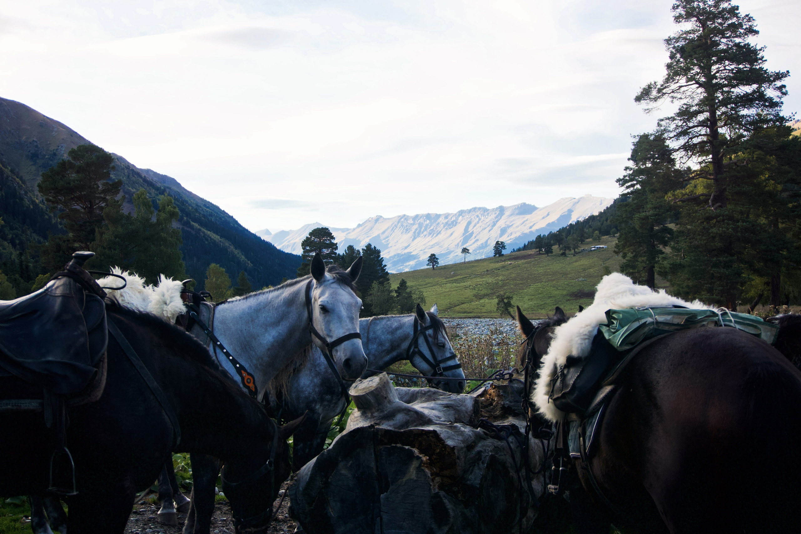 Кавказ. Анна Жукова — Режиссёр кино и цирка, сценарист, фотограф