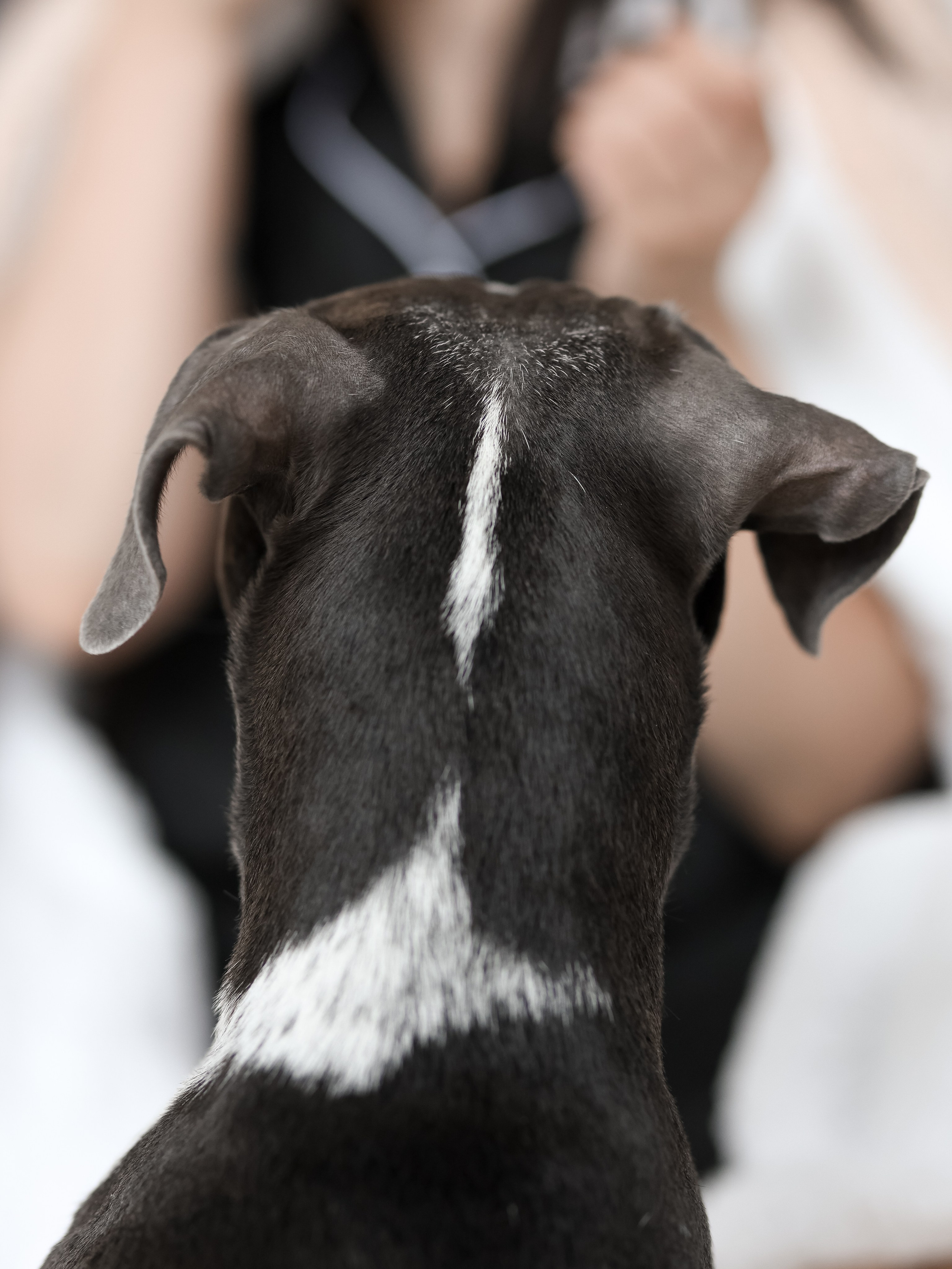 Тортик Даша и Никита. Фотограф-анималист в Москве Кириллова Татьяна