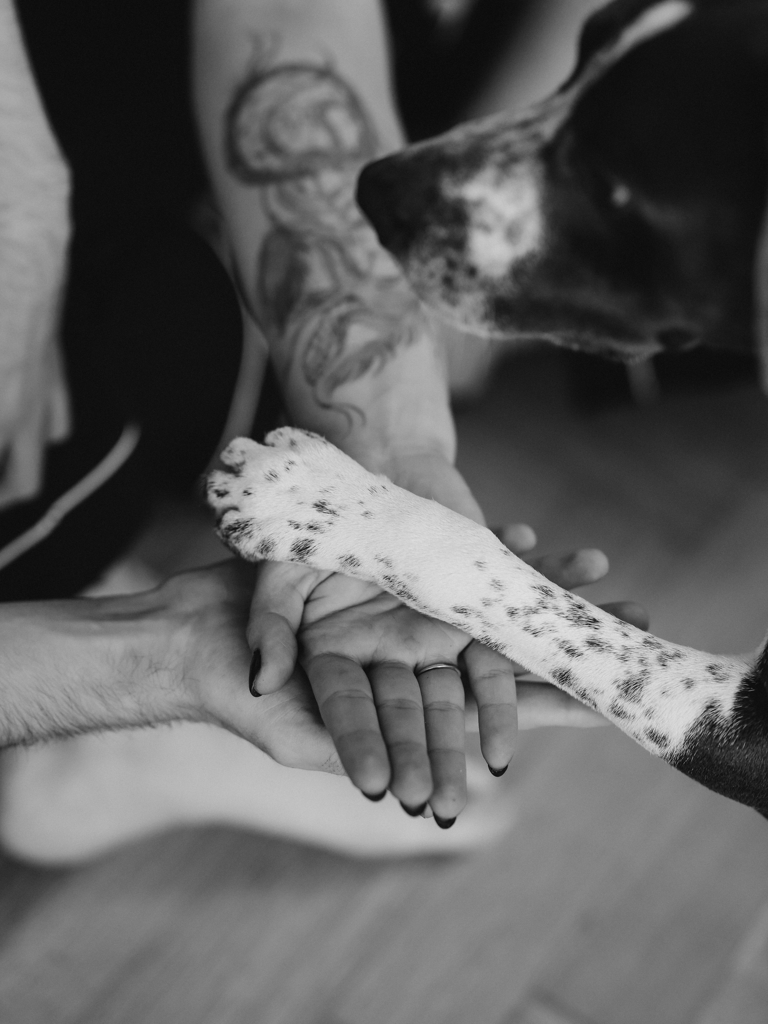 Тортик Даша и Никита. Фотограф-анималист в Москве Кириллова Татьяна