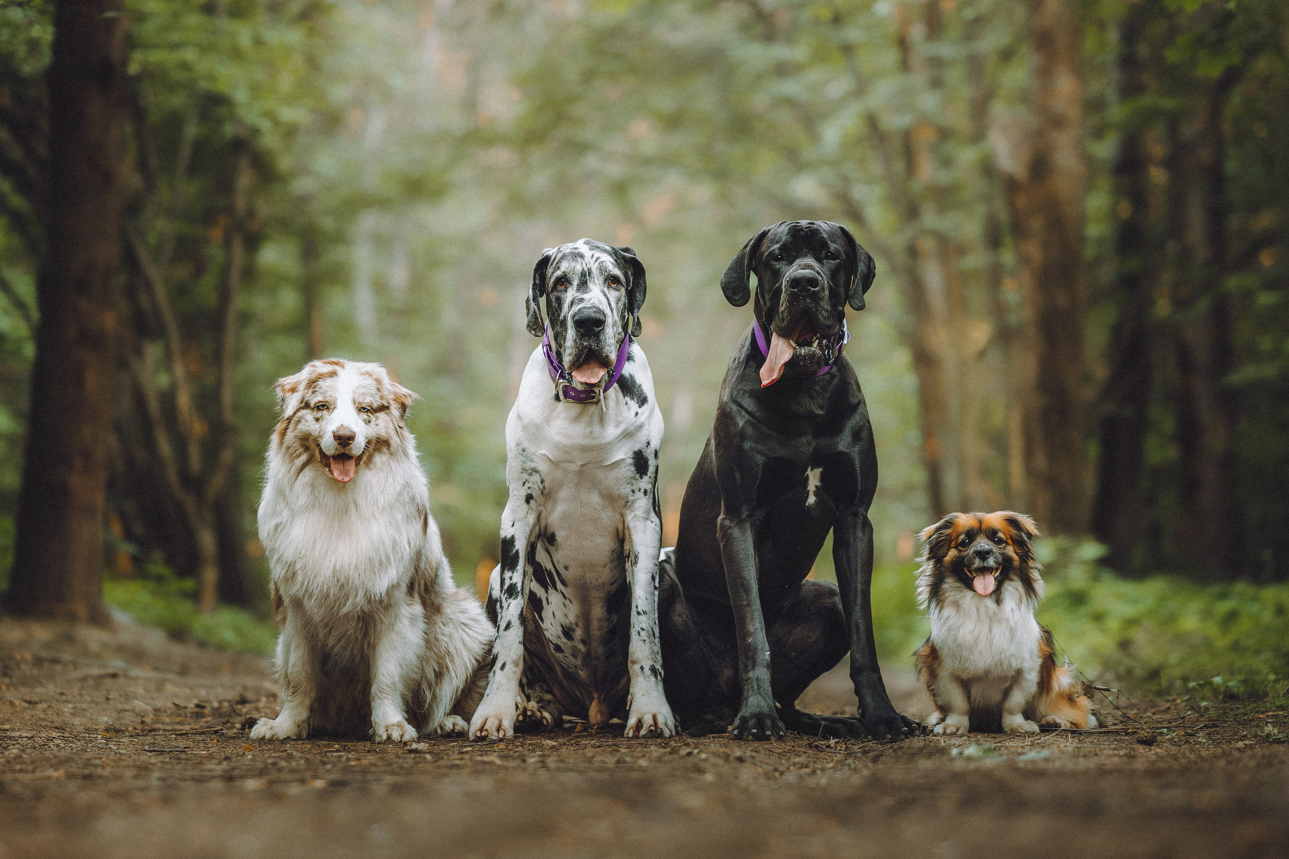 Катя, Андрей, Гектор, Ричи, Тортик и Трой