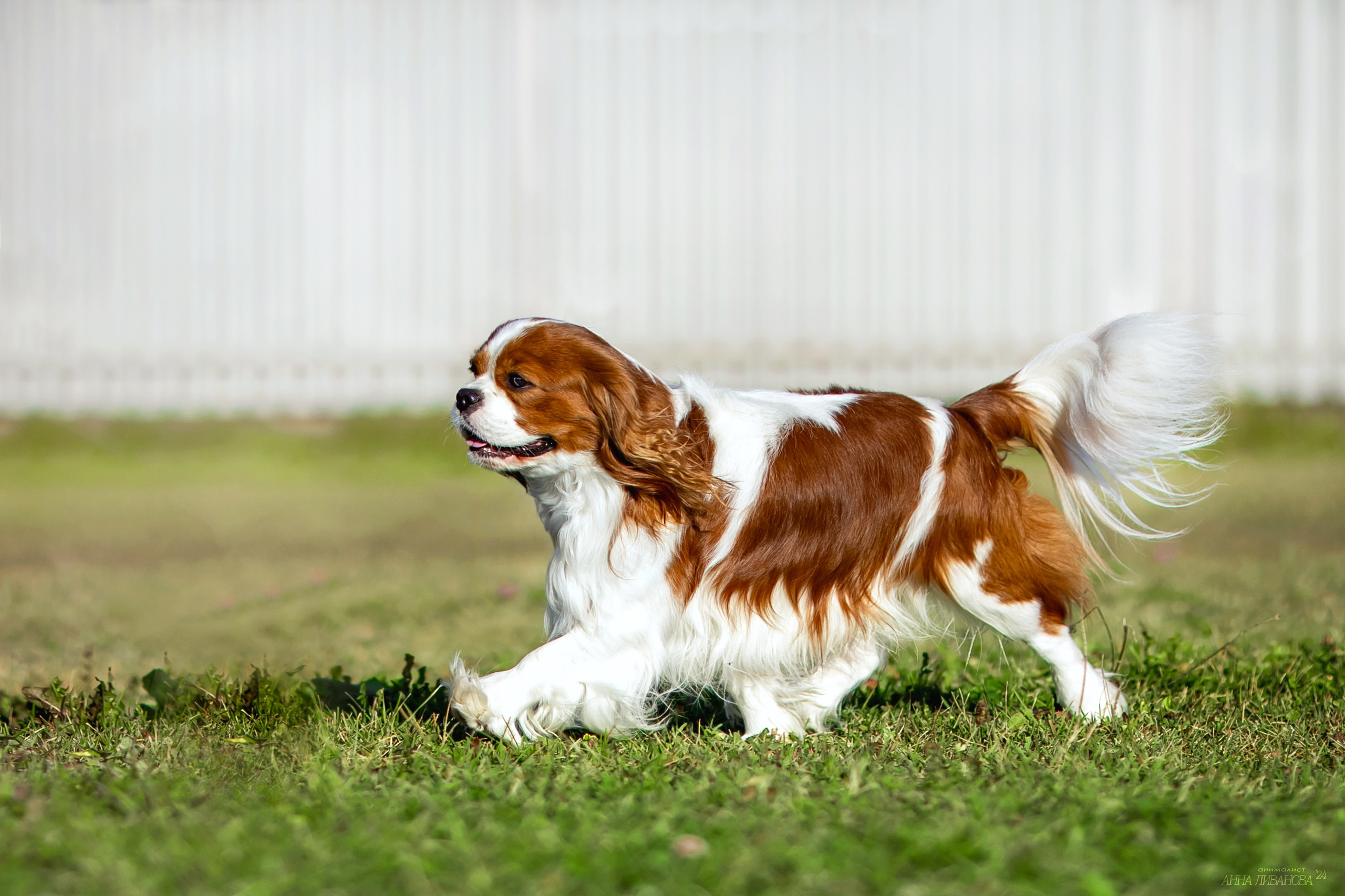 Кавалеры. Фотограф анималист Аня Ливанова | Рыбинск