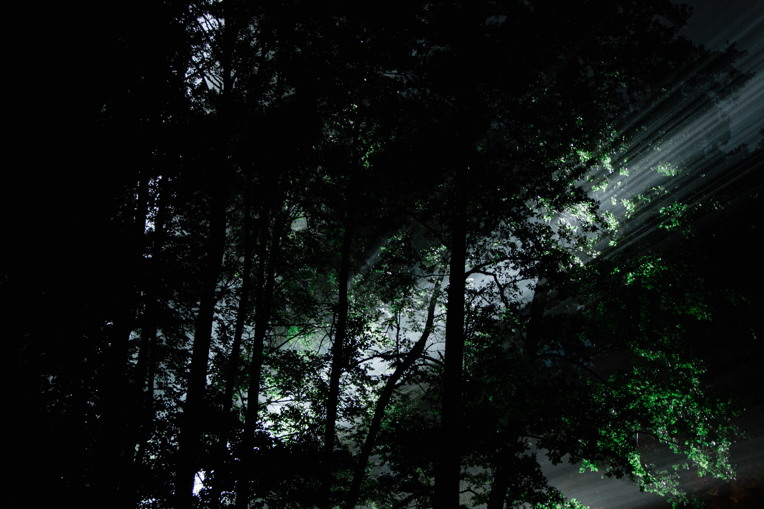 Фестиваль «Ночь света» в Гатчине. Polinanazar//Полина Назарова, фотохудожник