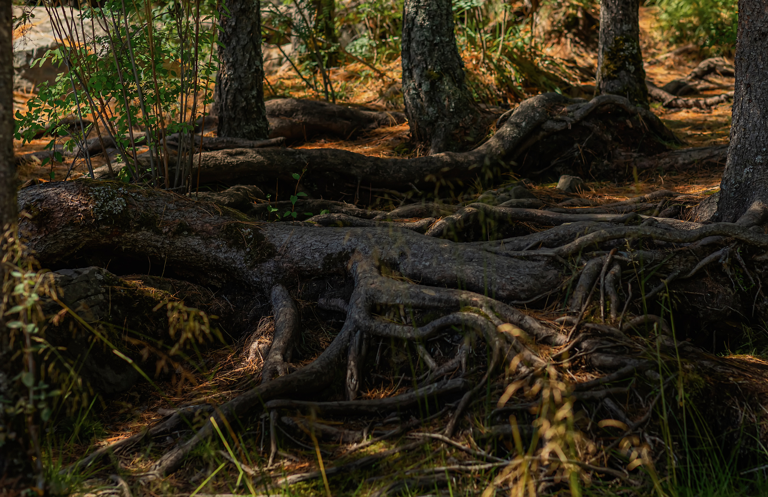 Алтай. Фотограф в Москве и Санкт-Петербурге Елена Потапова