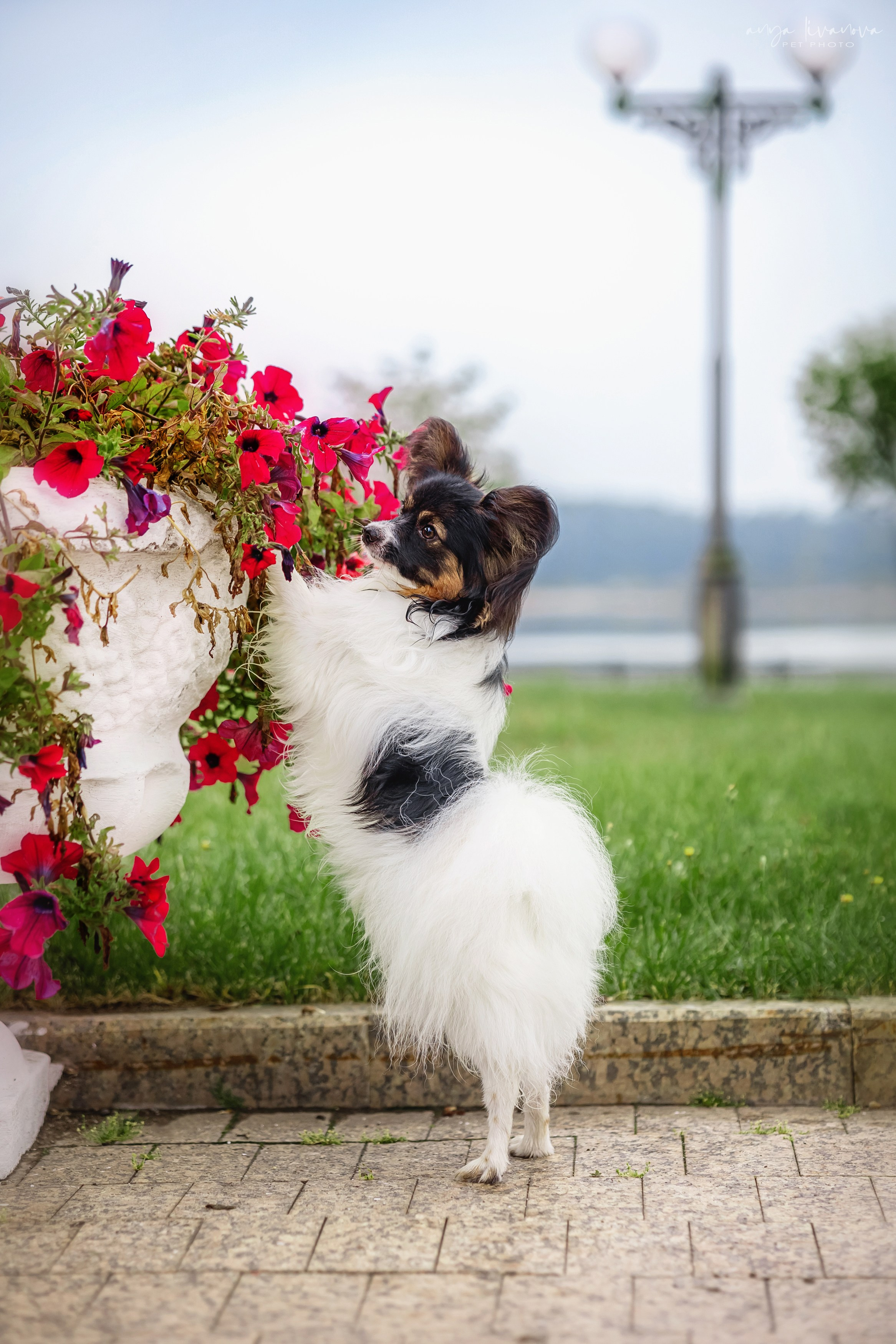 Елена и папийоны. Фотограф анималист Аня Ливанова | Рыбинск