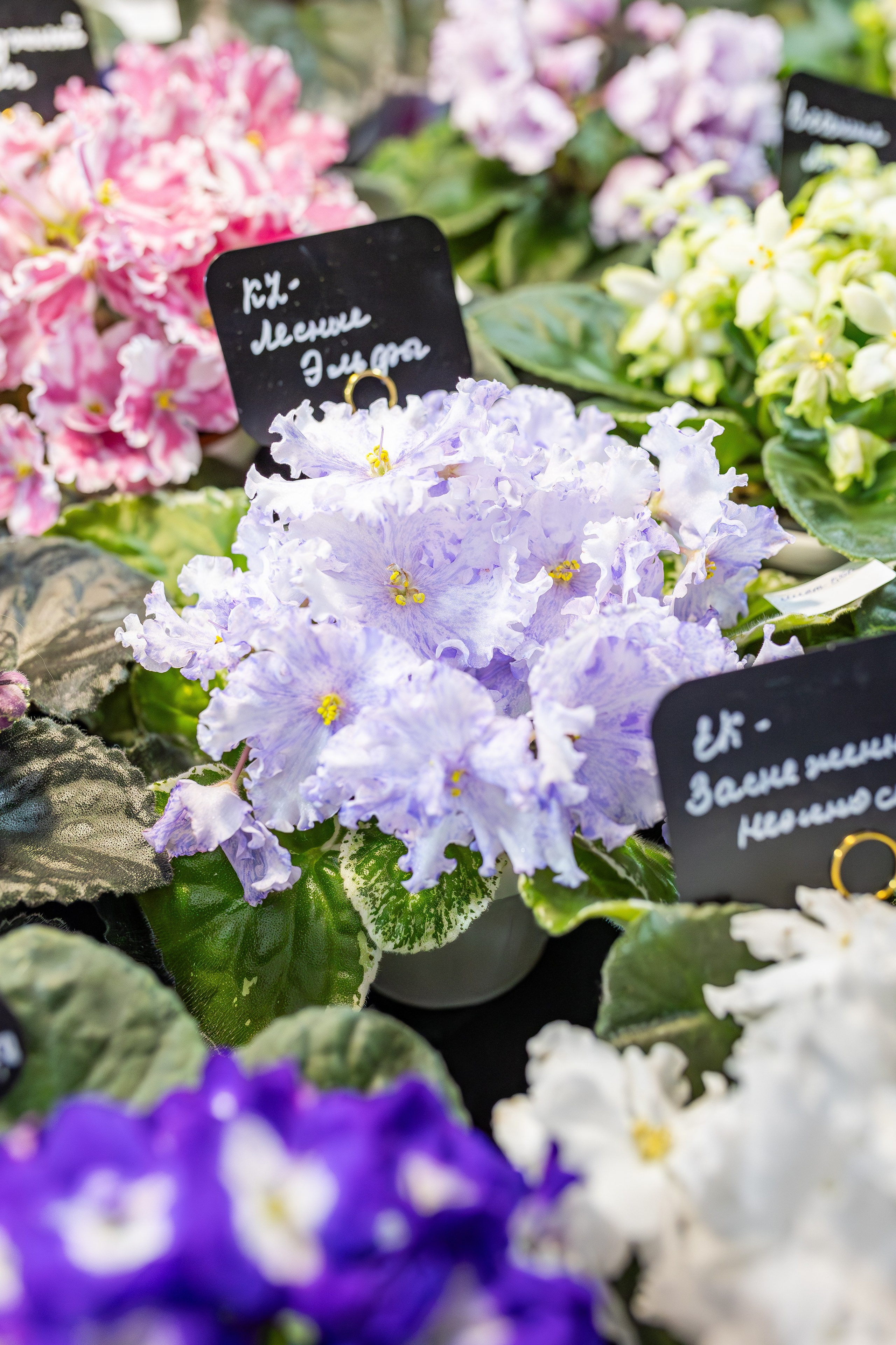 Монстериум апрель 2026. Александра Куликова фотограф, Москва