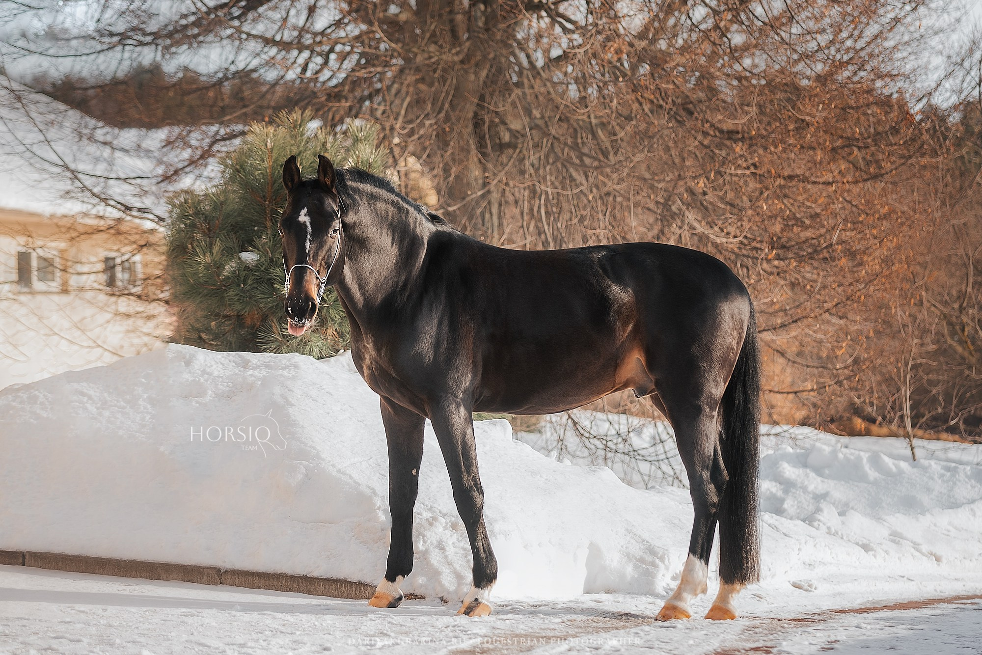 Кливленд, HORSIO. Конный фотограф Куракина Дарья • Фотосессии с лошадьми