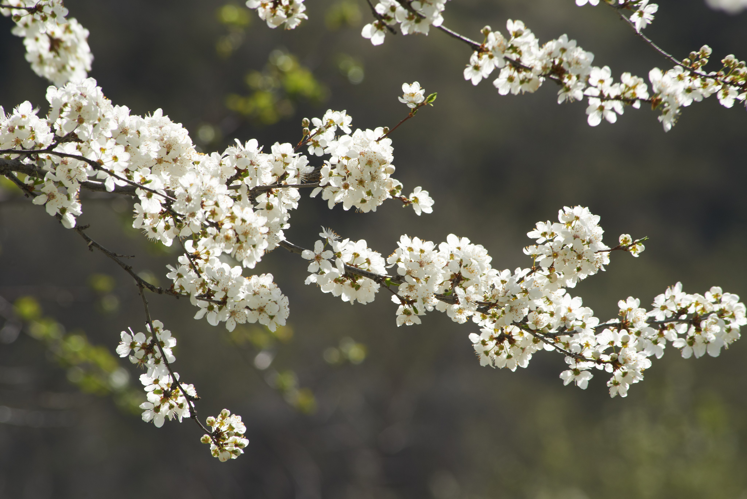 ПРИРОДА ПУТЕШЕСТВИЯ. Www.apowerstudio.com