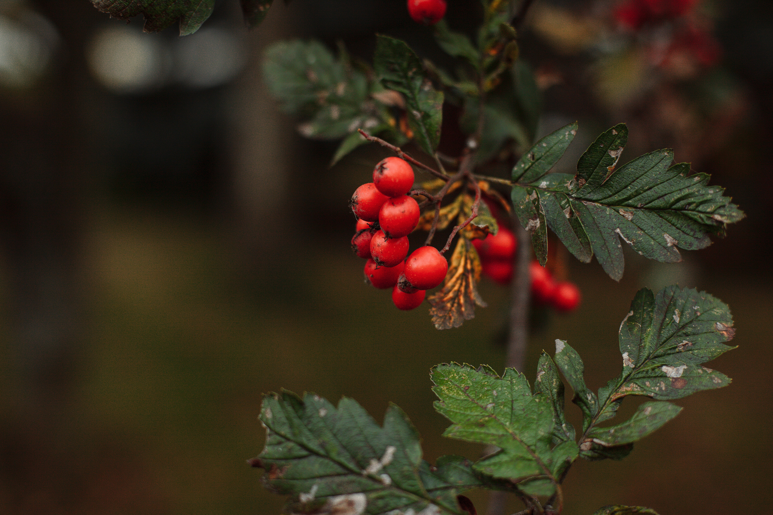 Валерия и Илья. Фотограф Анастасия Кулешова