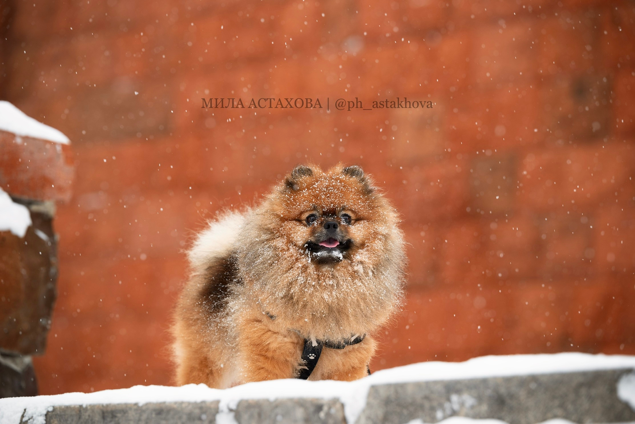 Алина и Риччи. Мила Астахова