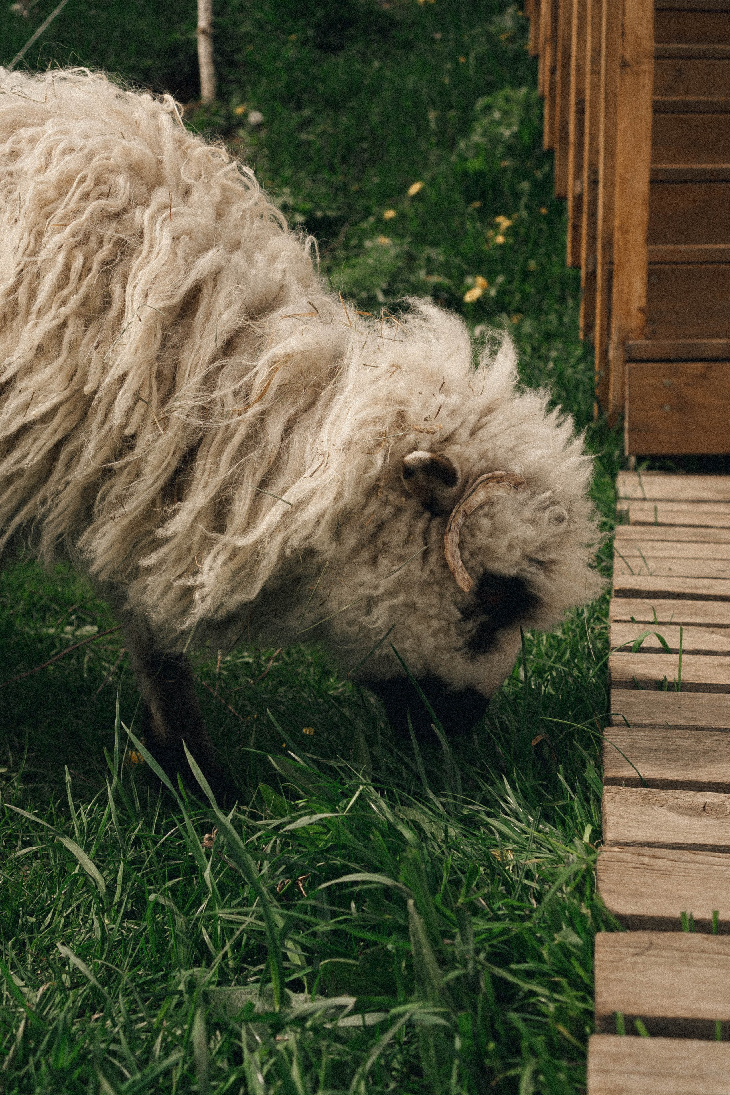 Ферма Альпак. Профессиональный фотограф, Санкт-Петербург — Виктория Богомолова